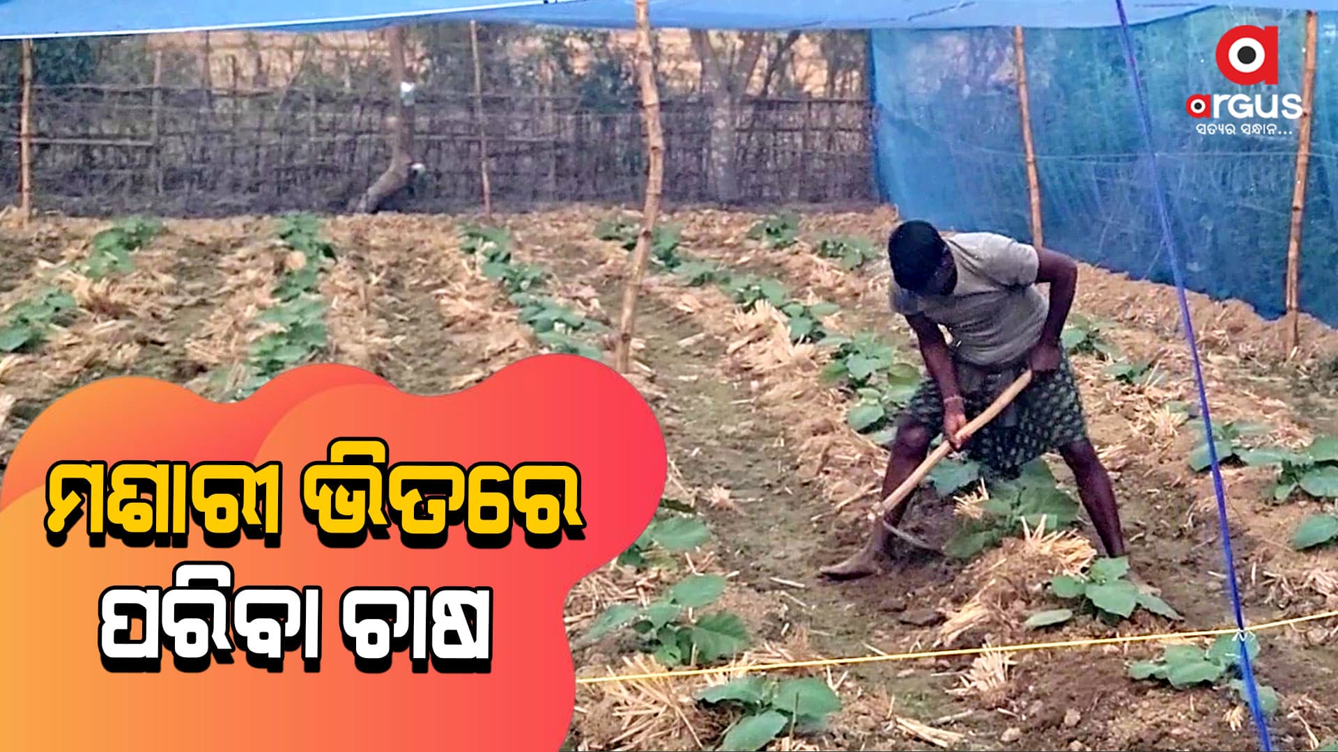 ଆଉ ଲୋଡ଼ା ପଡ଼ିବନି କୀଟନାଶକ ଔଷଧ