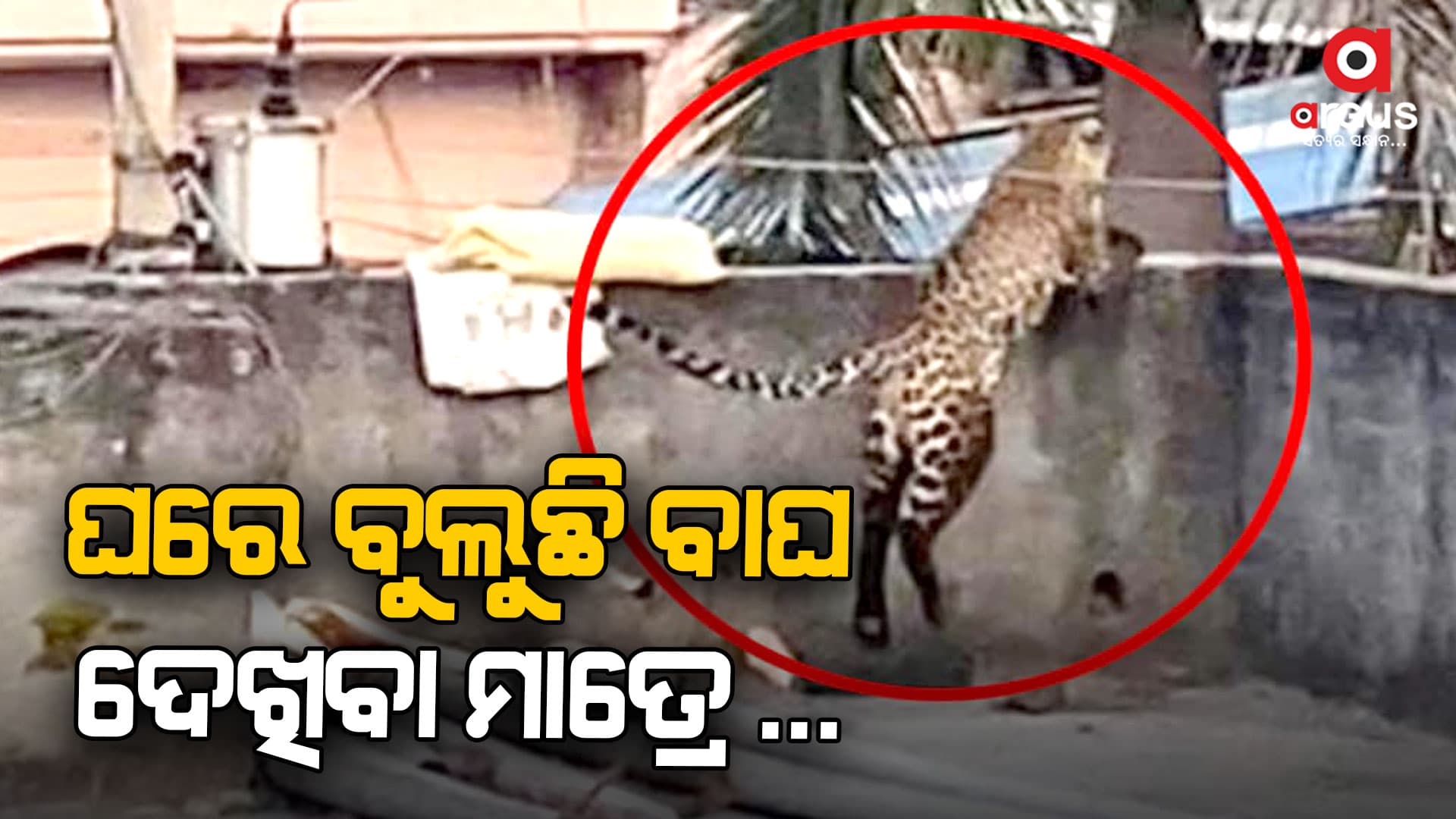  ଘରର ଛାତ ଉପରେ ବୁଲୁଛି ବାଘ