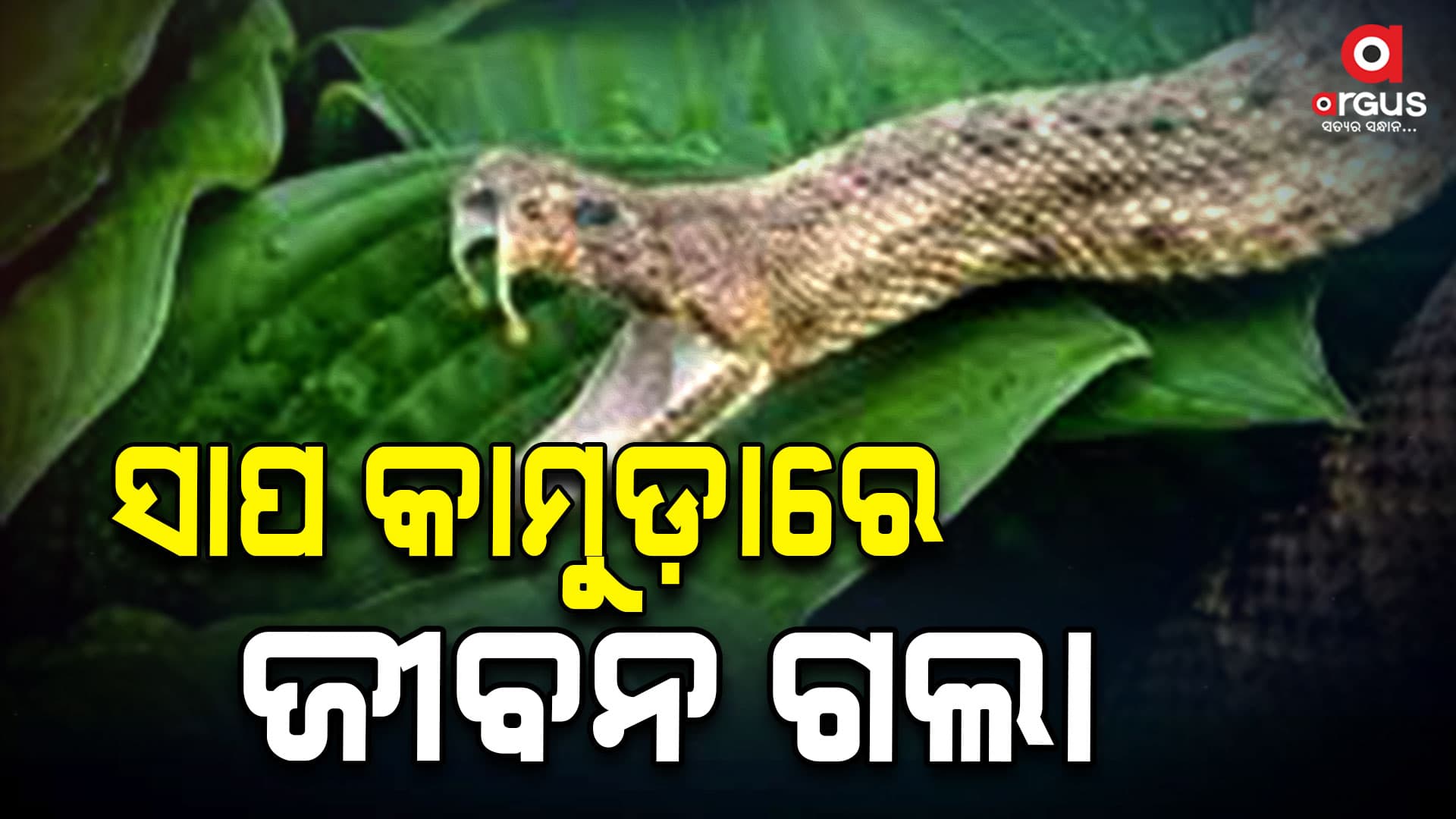 ସାପ କାମୁଡ଼ାରେ ନାବାଳିକା ମୃତ