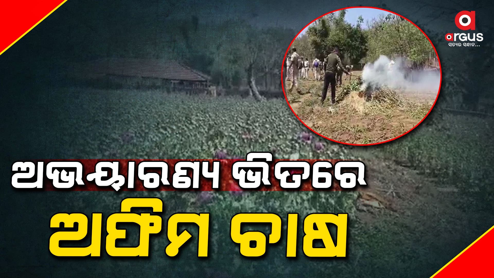 ମୟୂରଭଞ୍ଜ ଶିମିଳିପାଳ ଅଭୟାରଣ୍ୟ ଭିତରେ ବେଧଡ଼କ ଅଫିମ ଚାଷ 