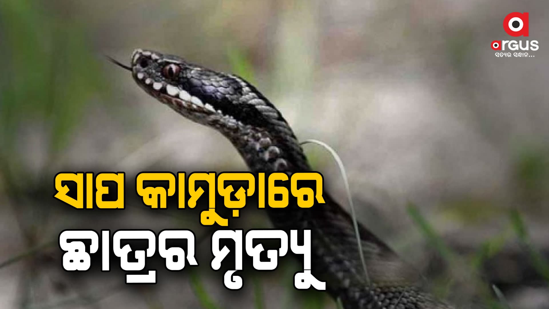 ରଣା ସାପ କାମୁଡ଼ାରେ ଅଷ୍ଟମ ଶ୍ରେଣୀ ଛାତ୍ରର ମୃତ୍ୟୁ  