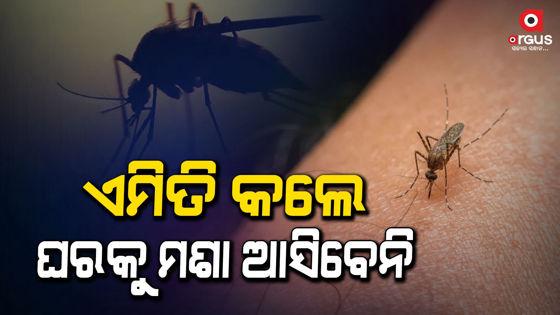 ଘରେ ମଶାଙ୍କ ଆତଙ୍କରେ ଅତିଷ୍ଠ ହେଲେଣି କି ? ଆପଣାନ୍ତୁ ଏହି ନିୟମ