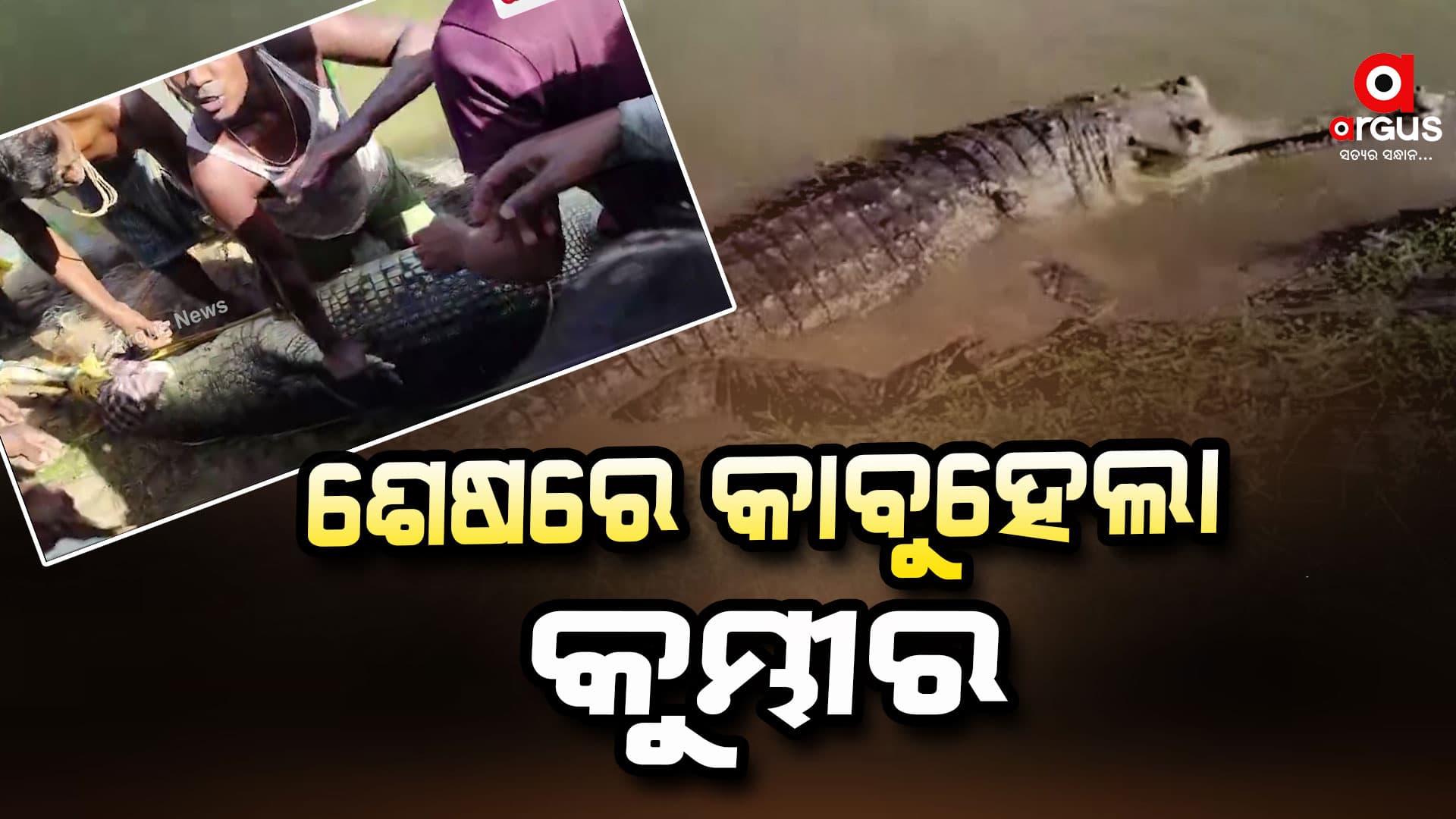 ଧରାପଡିଲା ଆତଙ୍କ ଖେଳାଉଥିବା କୁମ୍ଭୀର