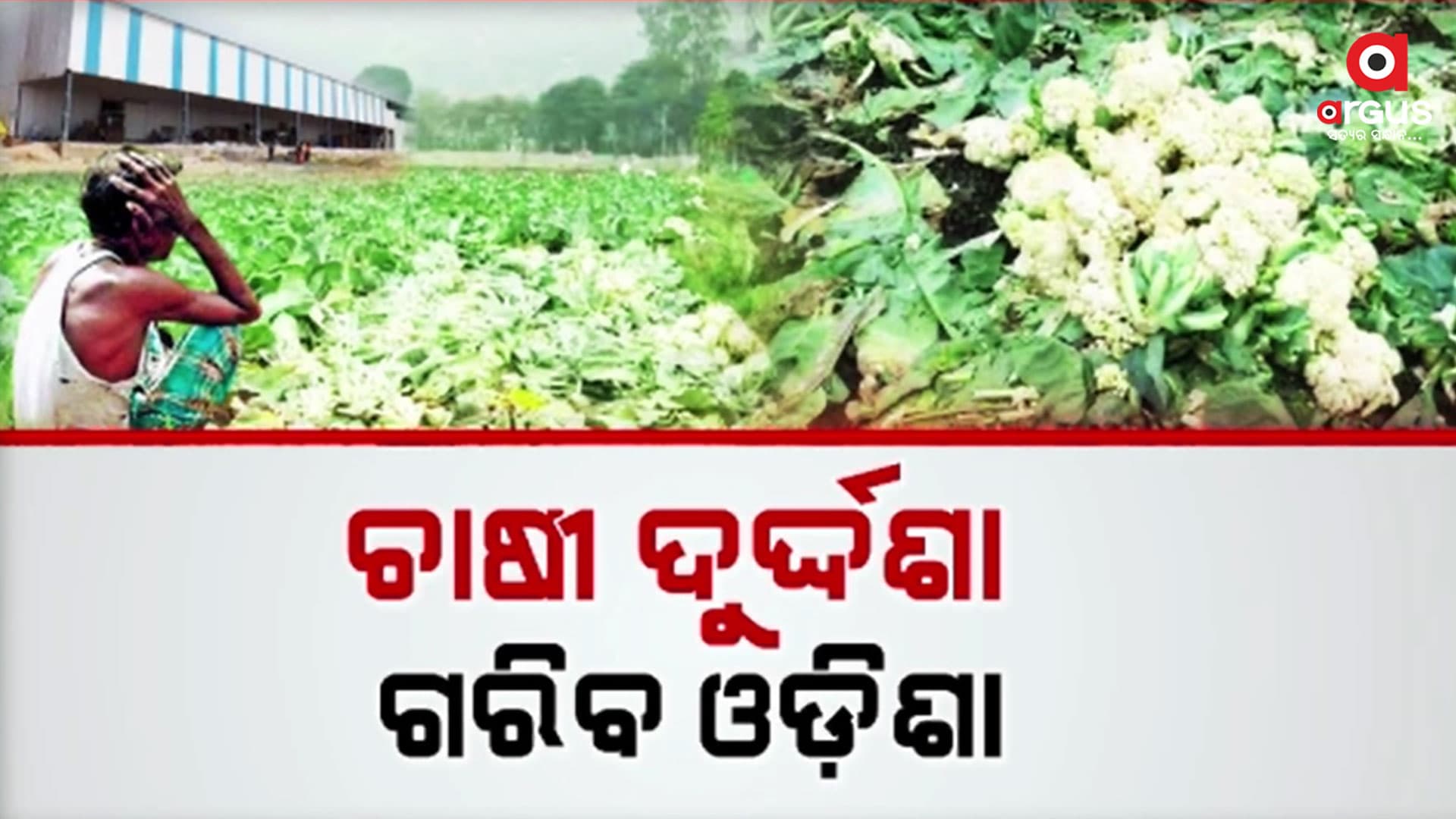 ମୁଖ୍ୟମନ୍ତ୍ରୀଙ୍କ ଜିଲ୍ଲାରେ ଜମିରେ ପଡ଼ି ନଷ୍ଟ ହେଉଛି ଟନ୍ ଟନ୍ କୋବି