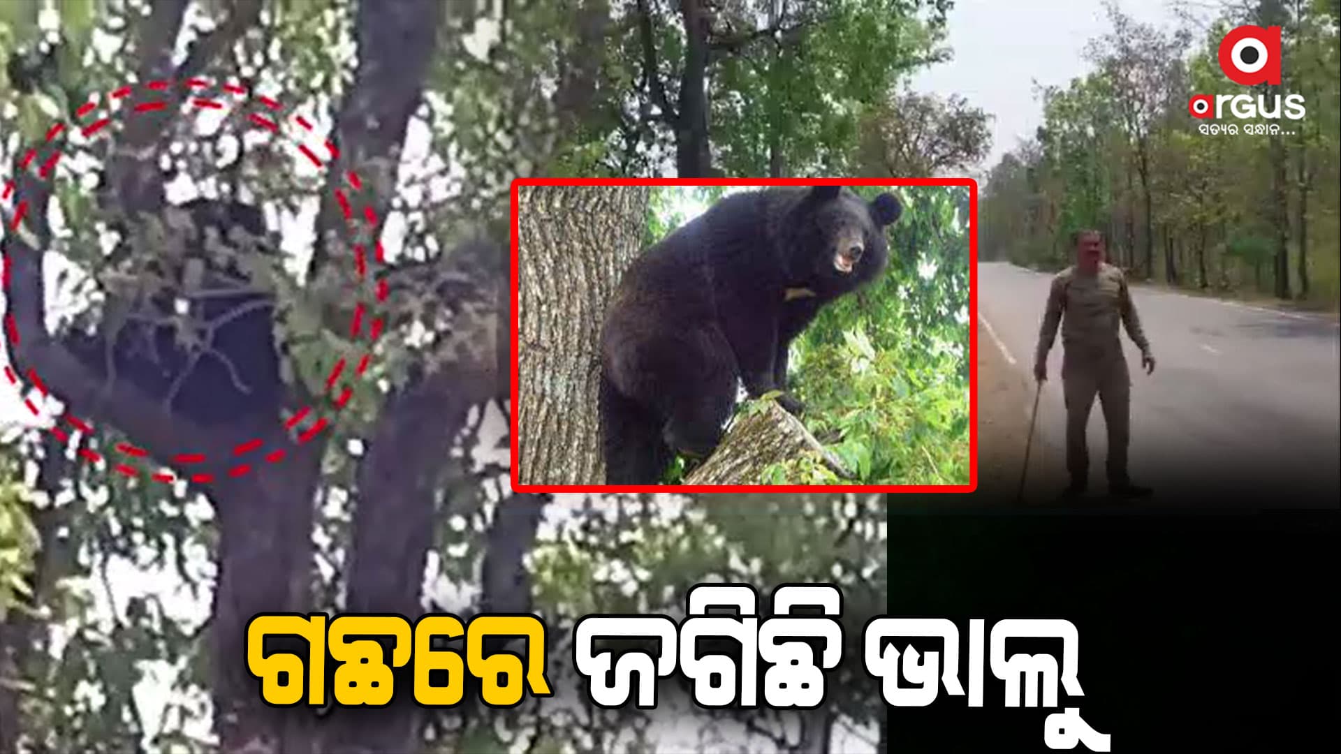 ଭାଲୁକୁ ଦେଖି ଆତଙ୍କିତ ଲୋକେ  