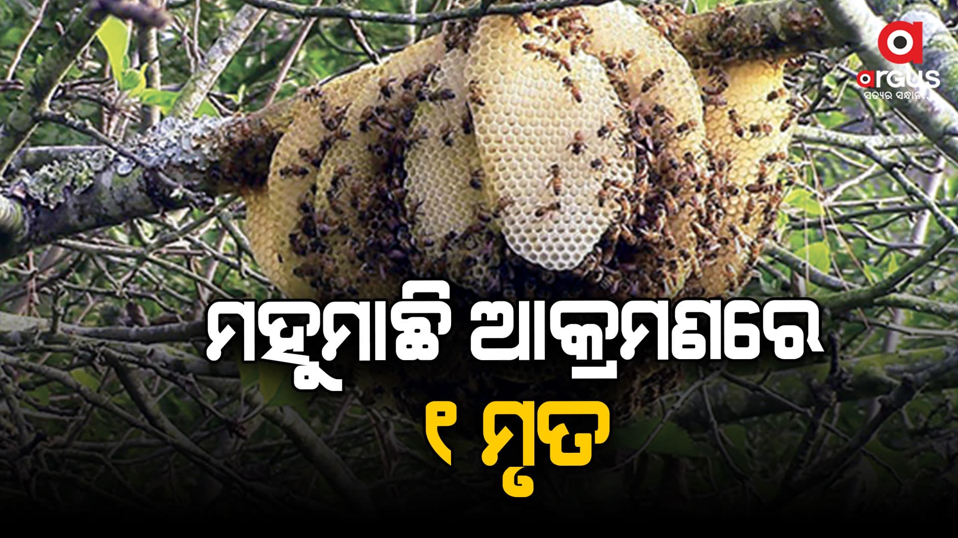ମହୁମାଛି ଆକ୍ରମଣରେ ଗାଁର ଜଣେ ମୃତ, ୪ ଗୁରୁତର