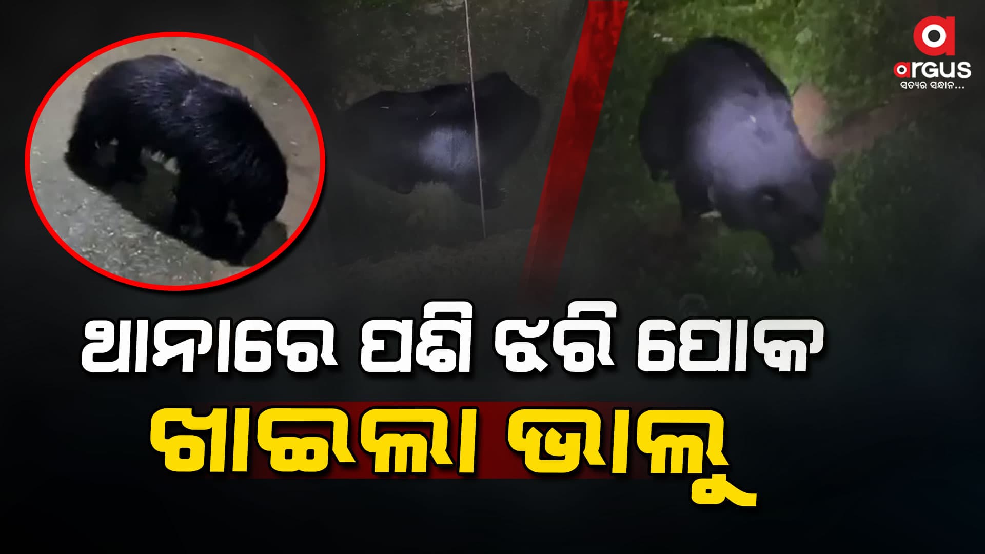 ପାପଡାହାଣ୍ଡି ଅଞ୍ଚଳରେ ଆତଙ୍କ ଖେଳାଇଛି ଭାଲୁ