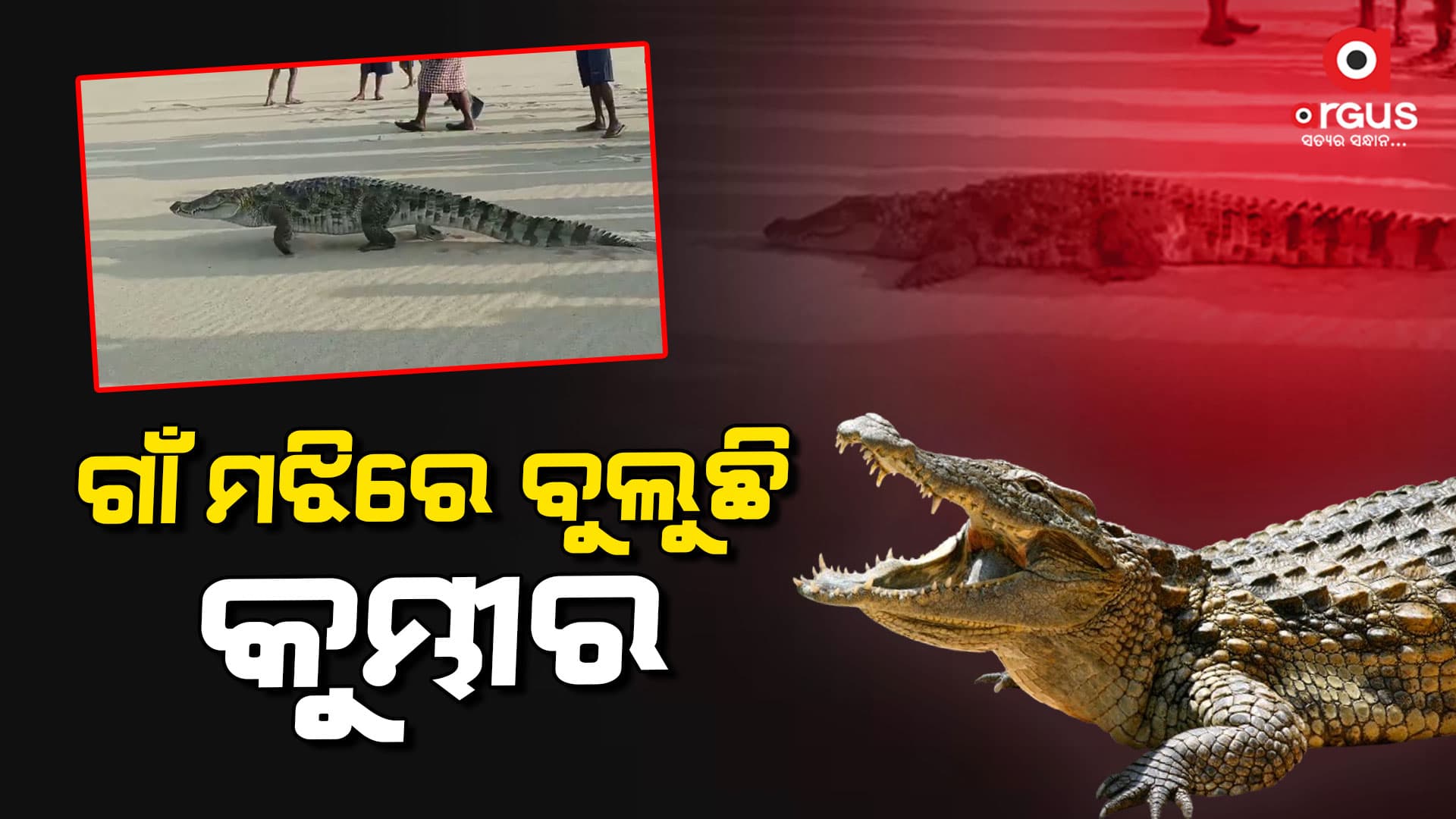 ନଦୀ ପଠାରେ ବୁଲୁଛି କୁମ୍ଭୀର
