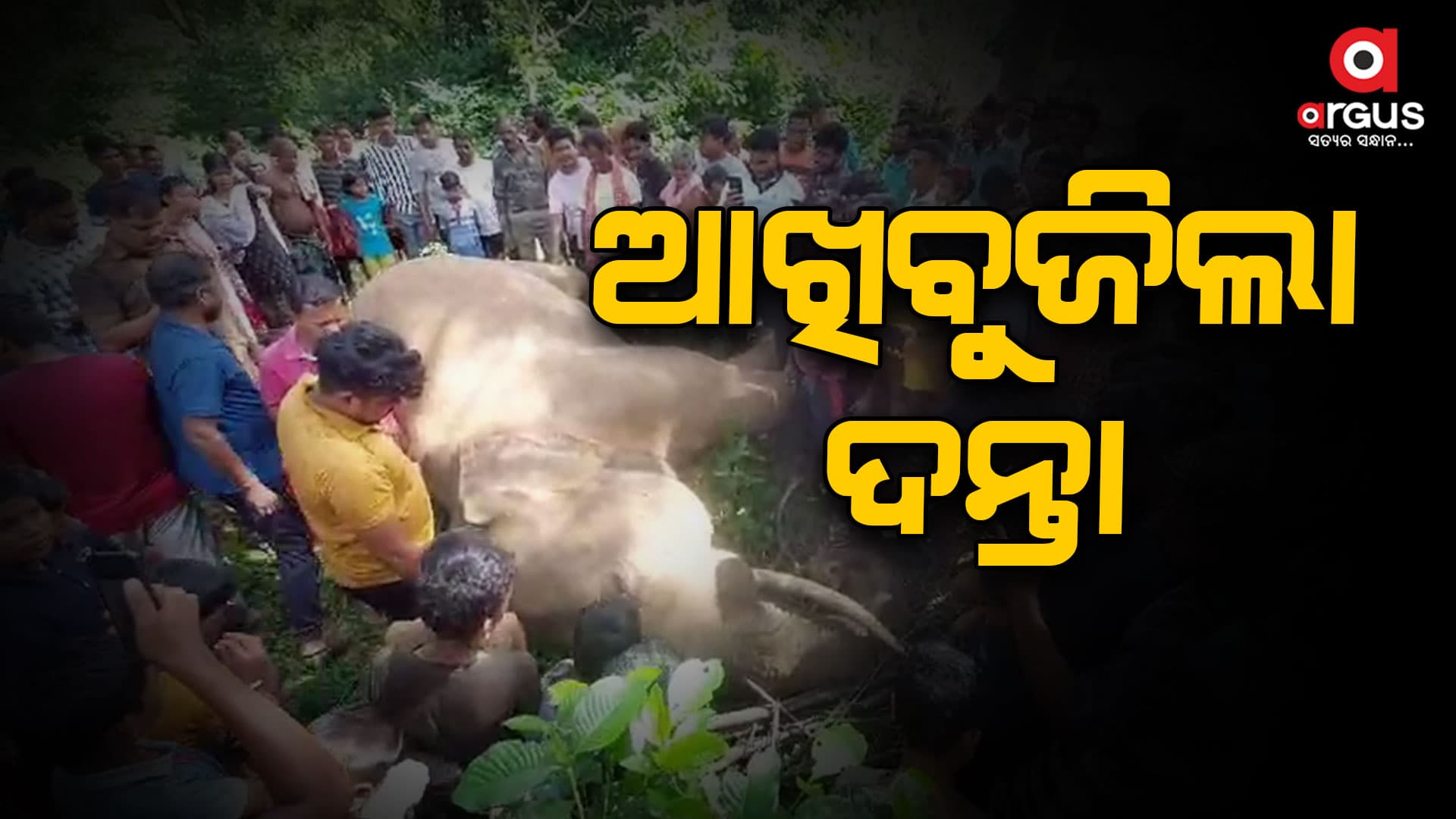 ପୁଣି ଏକ ଦନ୍ତାହାତୀର ମୃତ୍ୟୁ