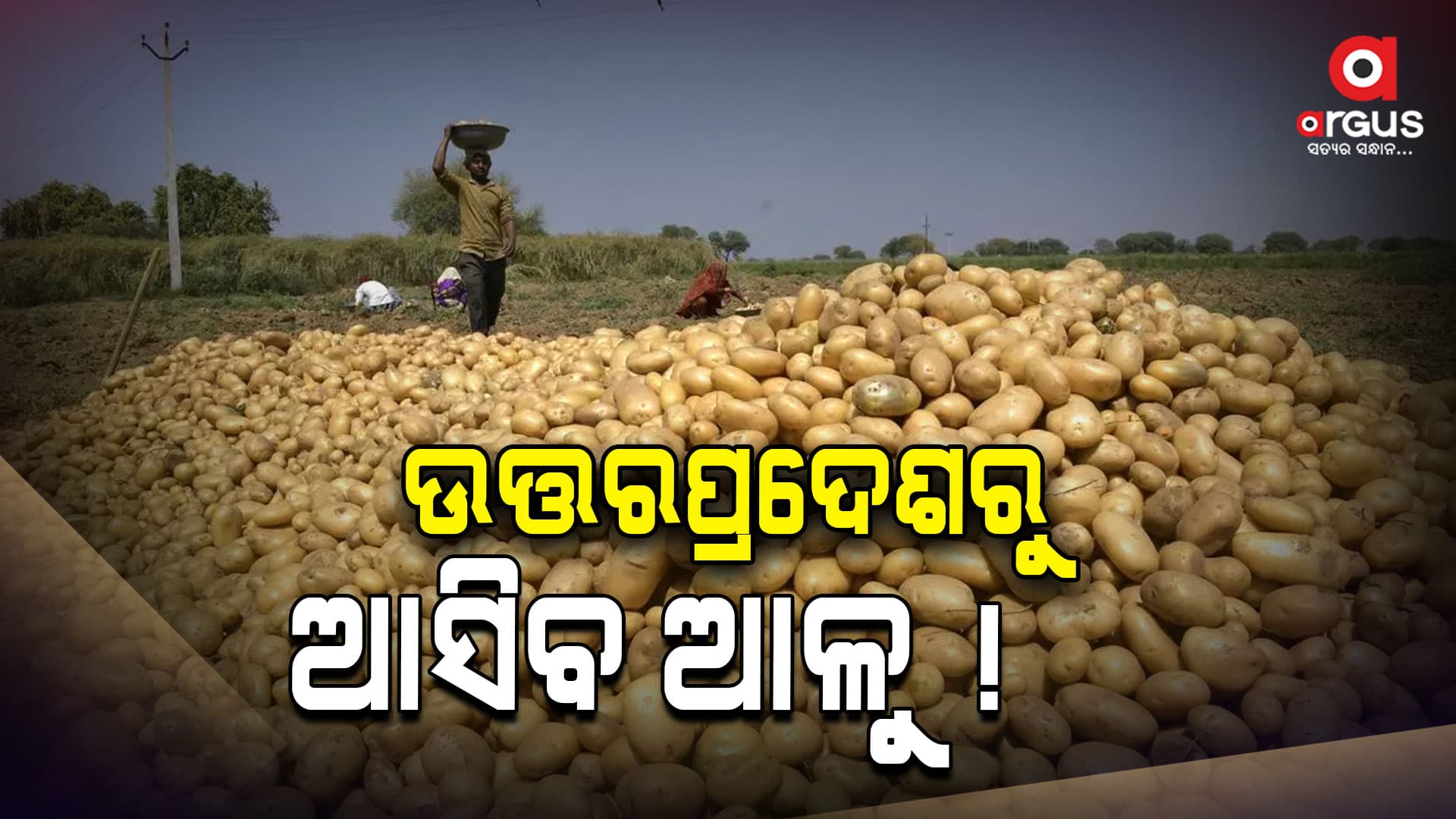 ଓଡ଼ିଶାରେ ନାହିଁ ଆଳୁ , ଉତ୍ତରପ୍ରଦେଶରୁ ଆସିବ ଆଳୁ !