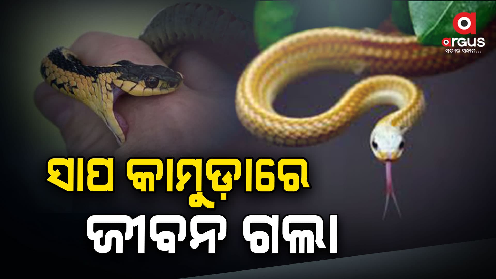 ସାପ କାମୁଡାରେ ନାବାଳକ ମୃତ