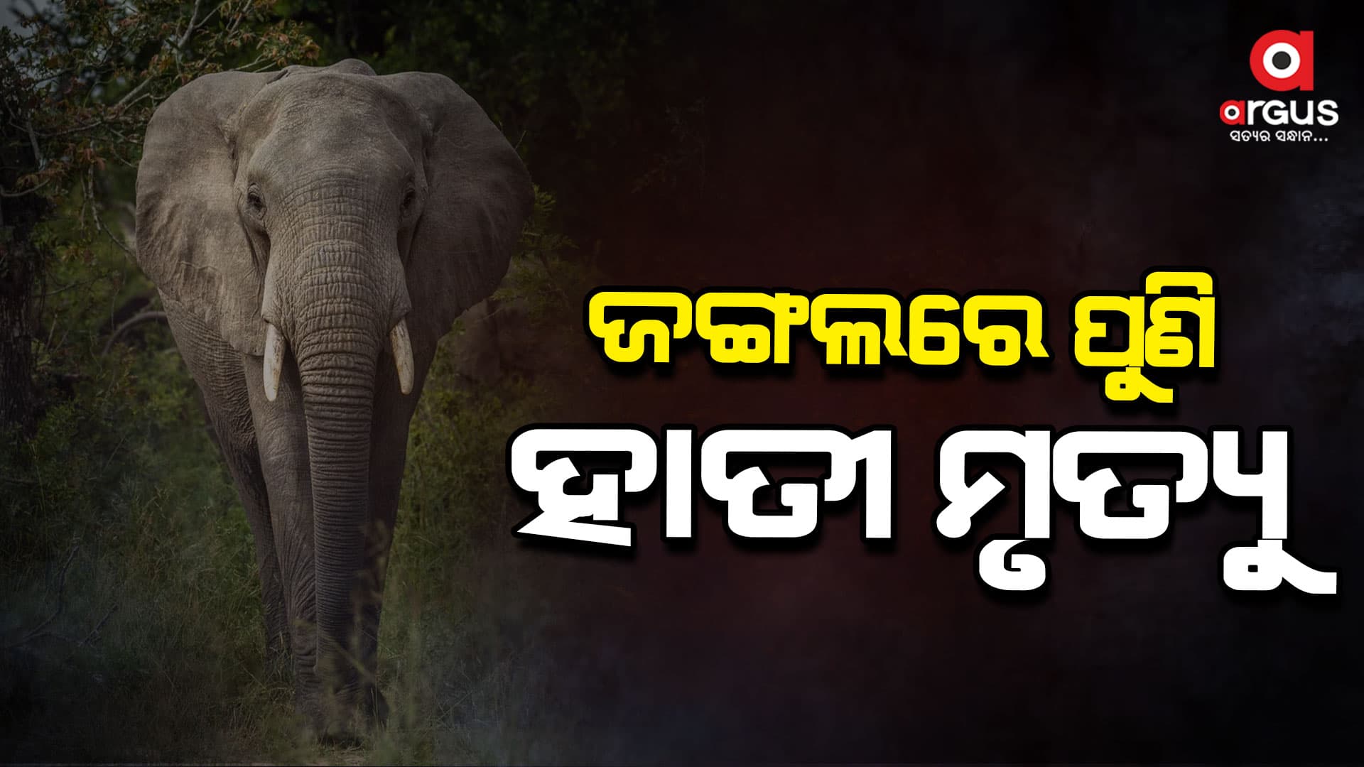 ଡୁଙ୍ଗୁରୀ ଜଙ୍ଗଲରେ ଦନ୍ତା ହାତୀ ମୃତ୍ୟୁ