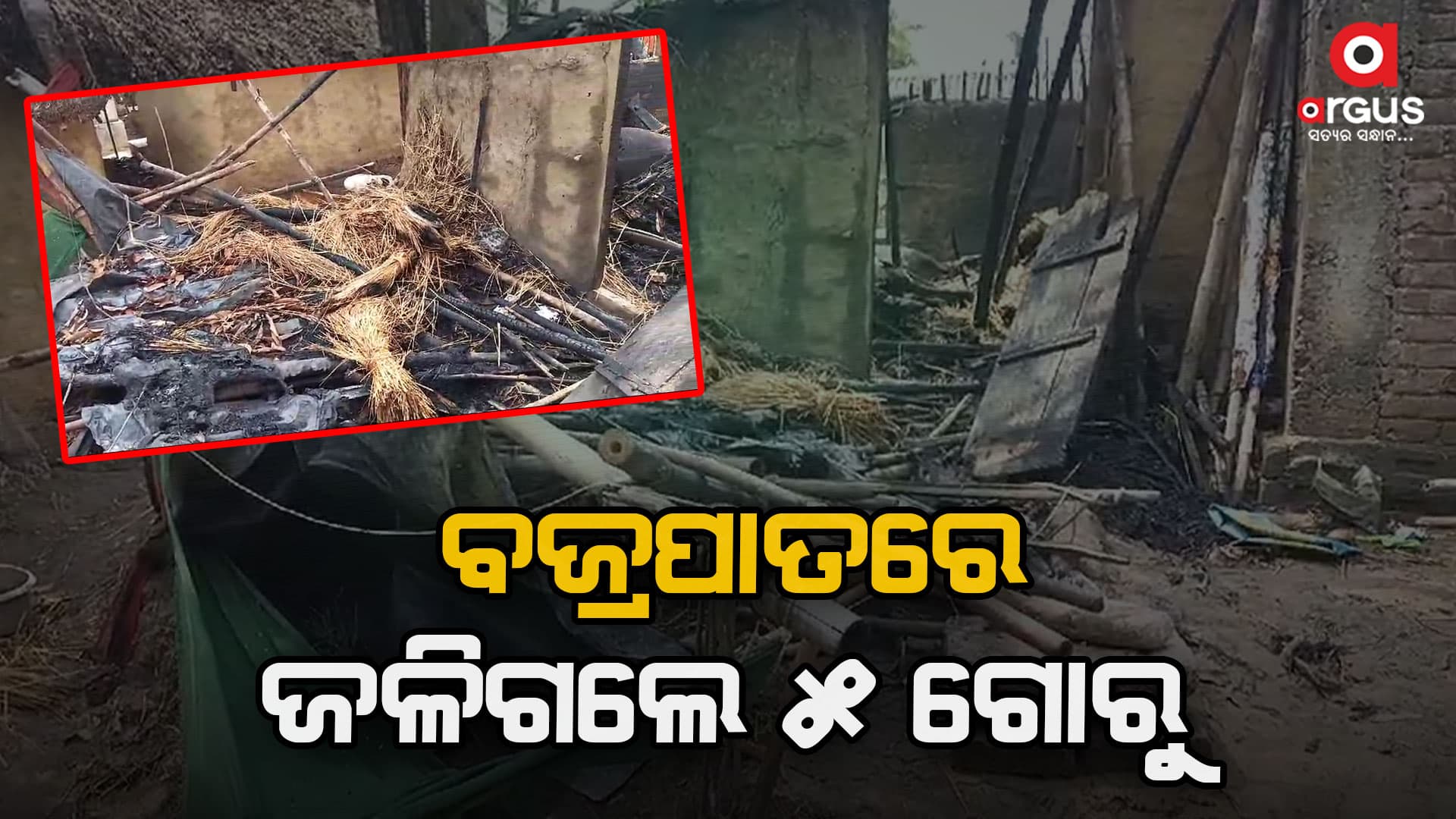 ବଜ୍ରପାତରେ ୫ ଗୋରୁ ଜୀବନ୍ତ ଦଗ୍ଧ