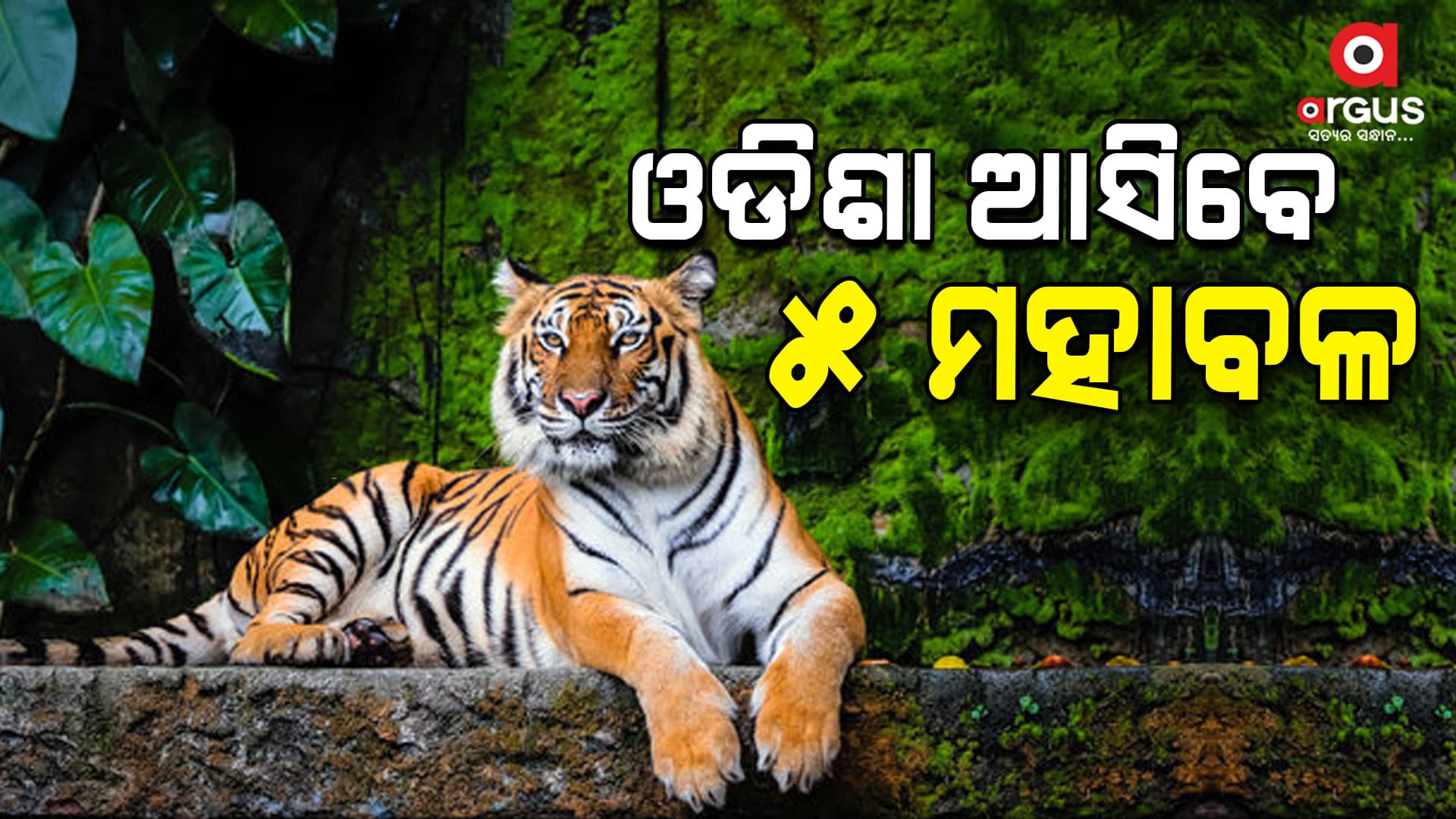 ଡେବ୍ରିଗଡ଼ ପାଇଁ ୩ ଓ ଶିମିଳିପାଳ ପାଇଁ ୨ ମହାବଳ ବାଘ ଆସିବେ