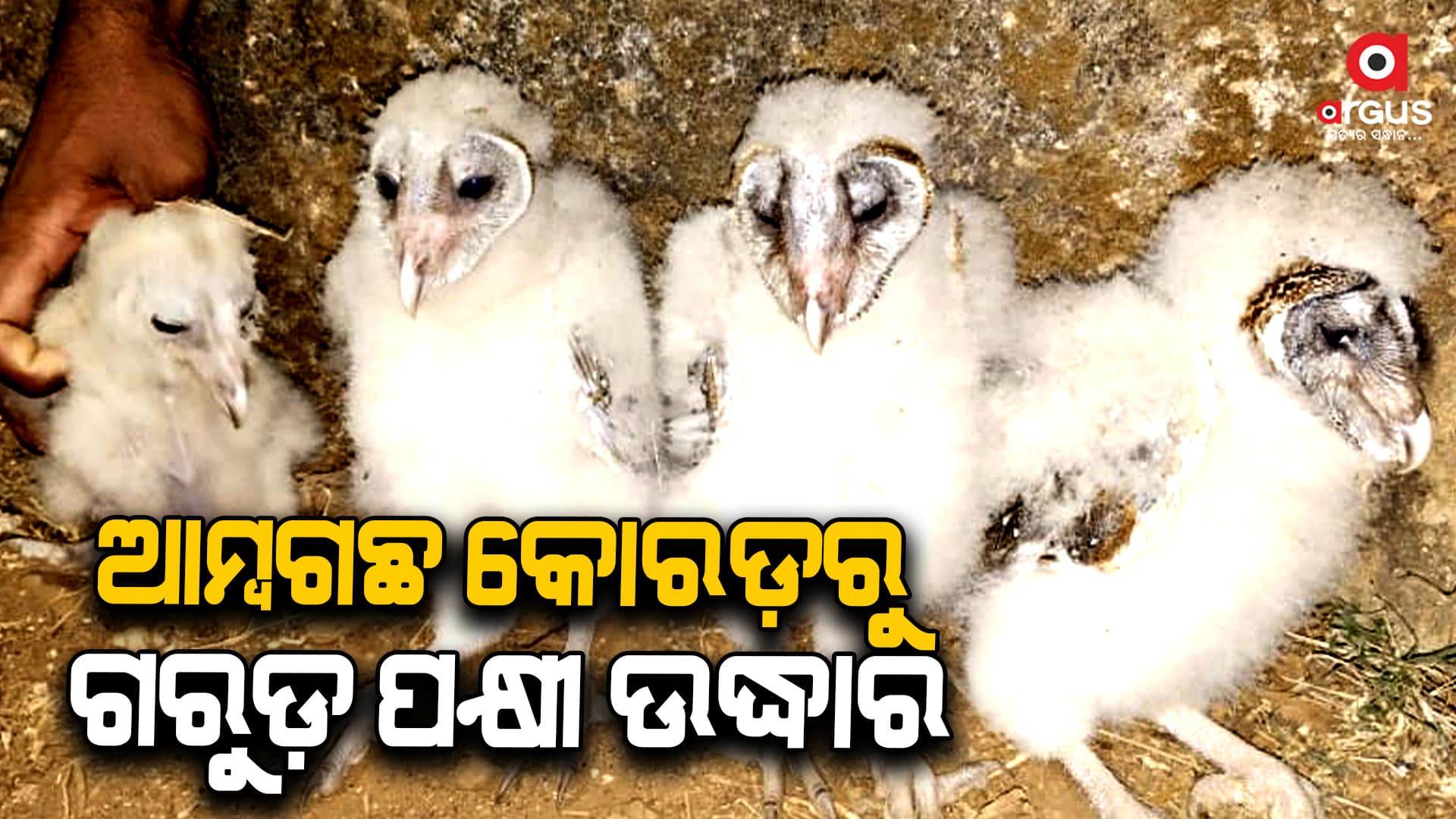୪ ବିରଳ ଗରୁଡ ପକ୍ଷୀ ଉଦ୍ଧାର