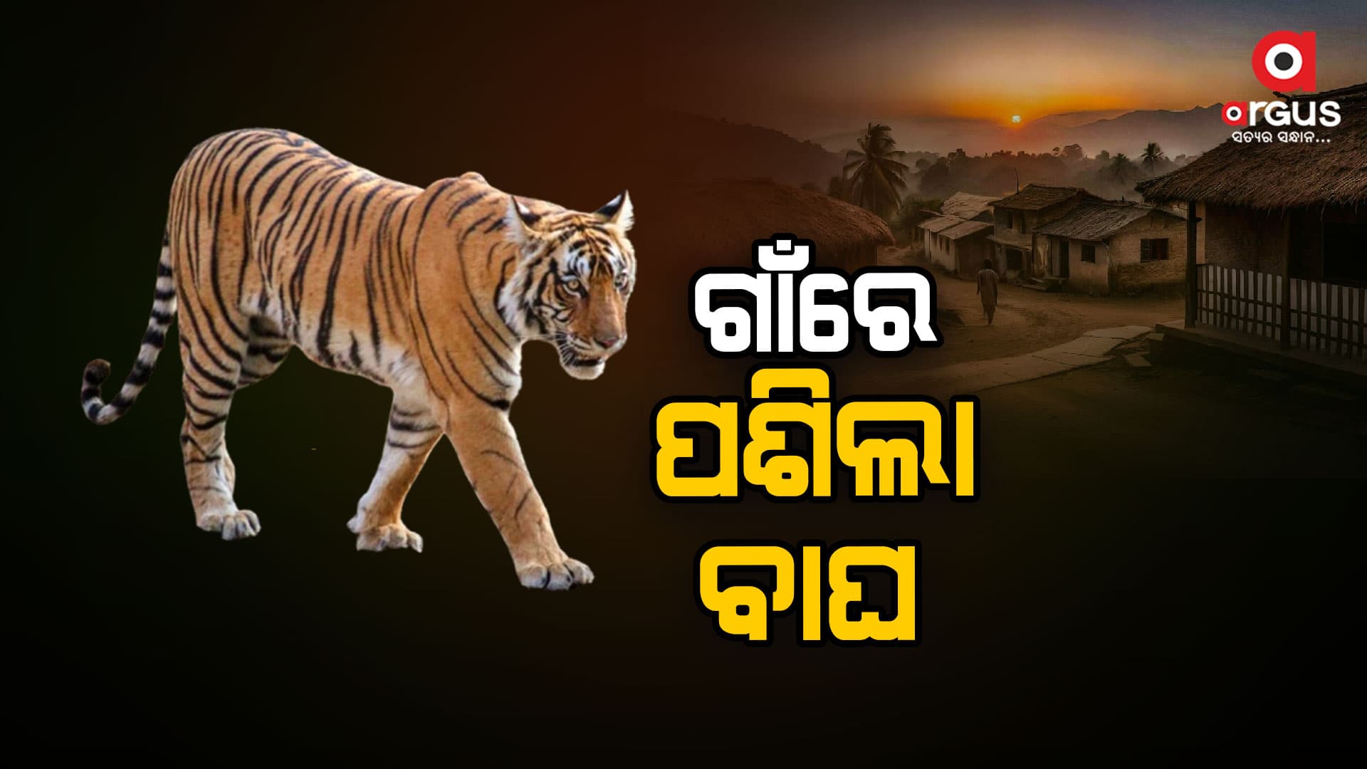 ଗଜପତି ଢେପାଗୁଡ଼ାରେ ବାଘ ଆତଙ୍କ