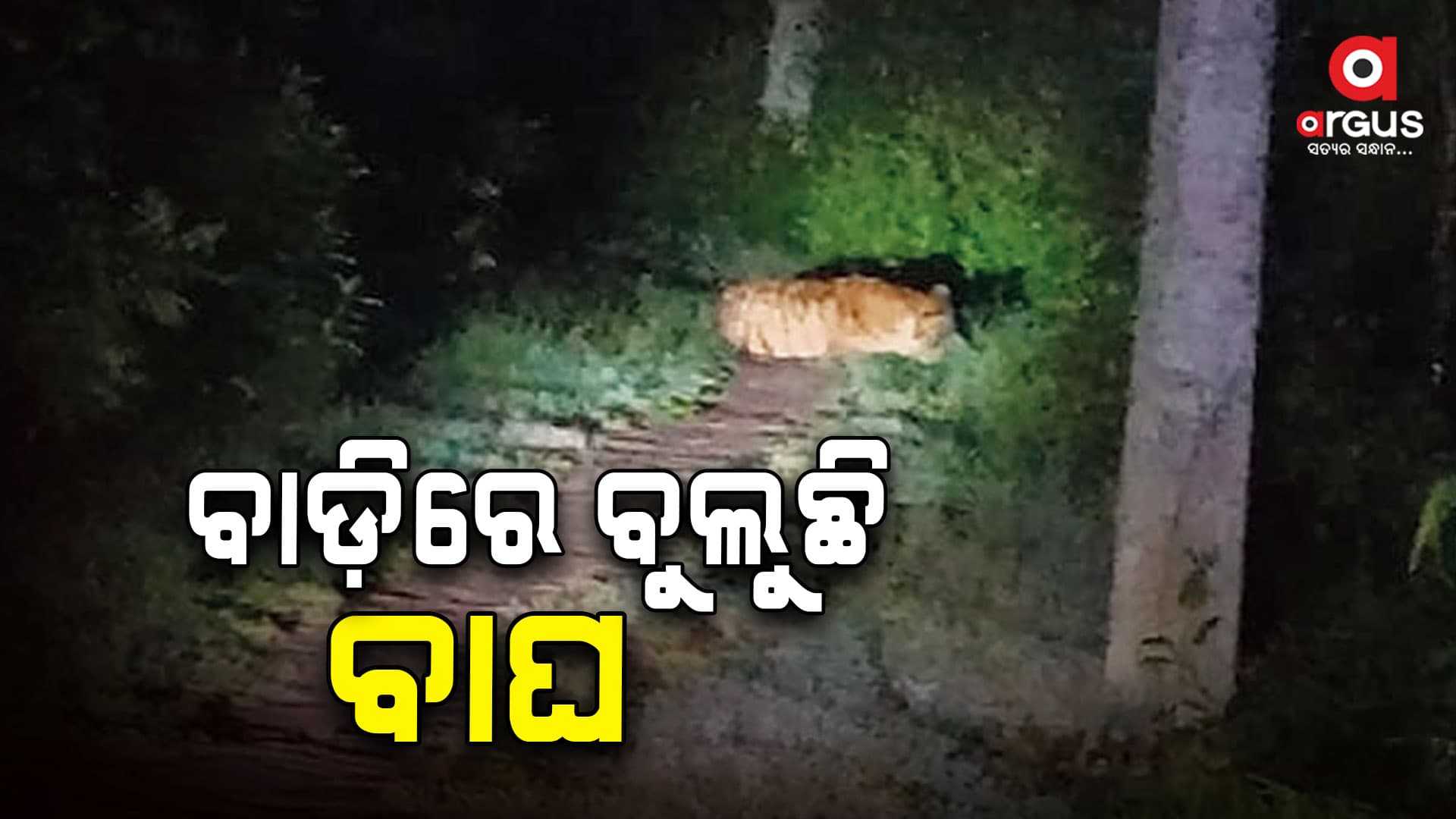 ସିସିଟିଭିରେ କଏଦ ହେଲା ବାଘର ବିଚରଣ ଦୃଶ୍ୟ