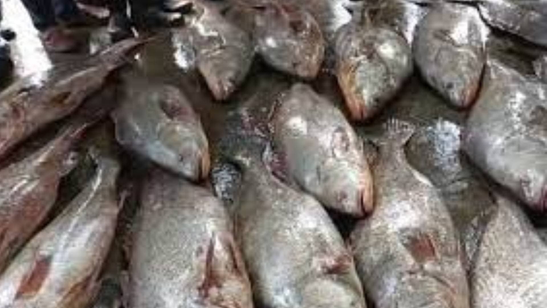 Rare Species 'Telia Fish' Sold For Rs 25 lakh In Paradip