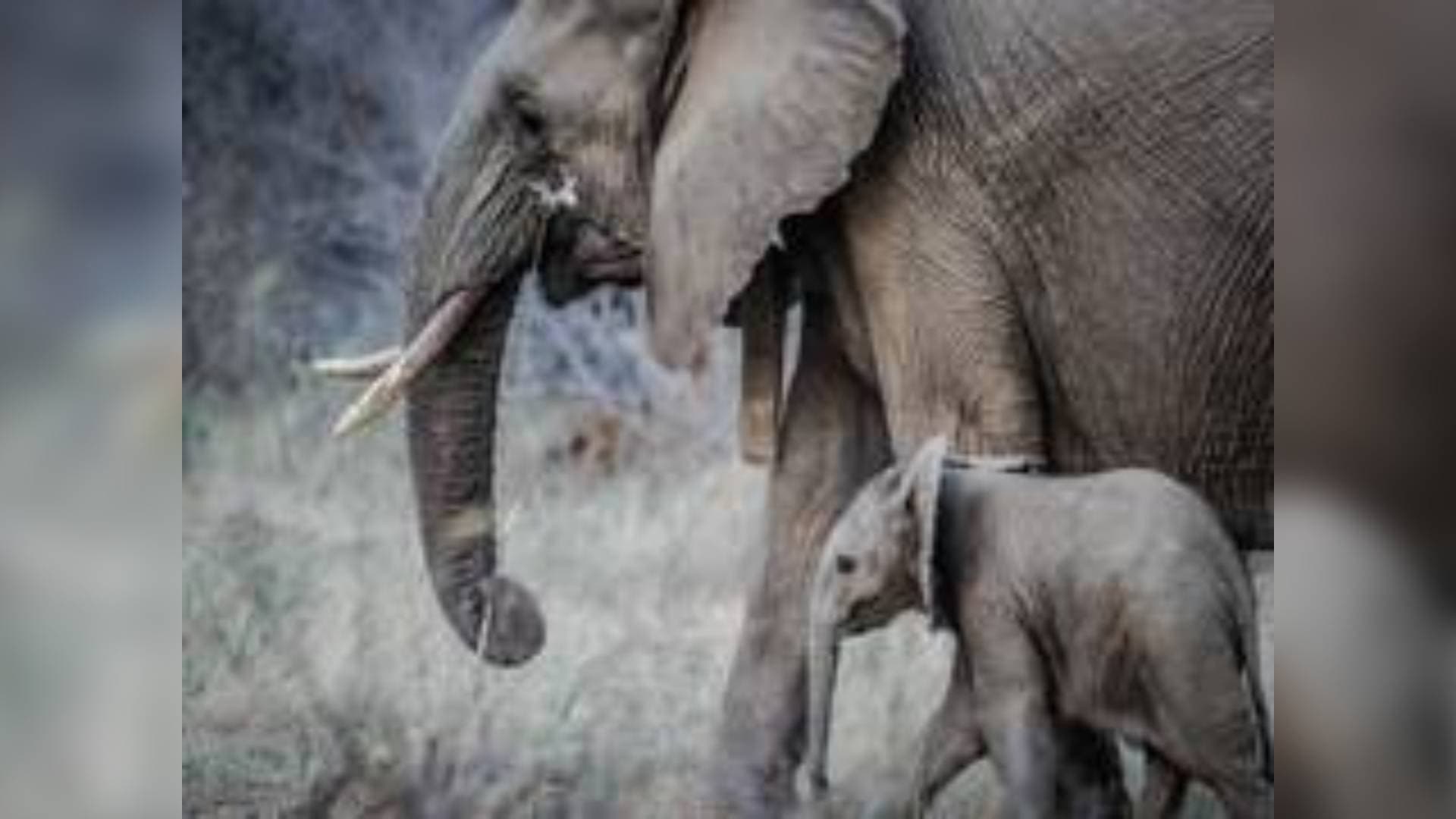 73 Year Old Man Trampled To Death By Wild Elephant In Coimbatore