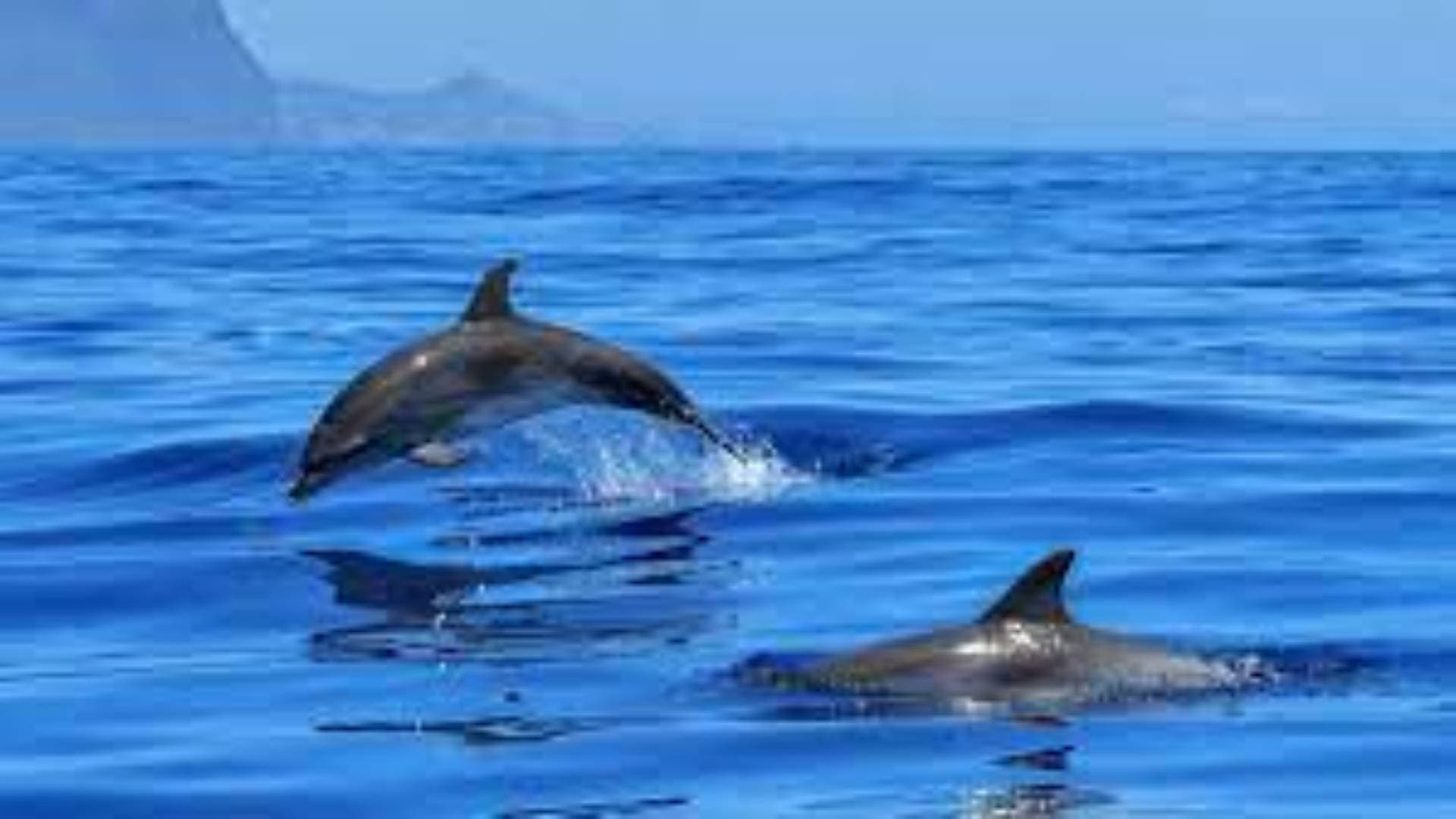 Annual Dolphin Census At Chilika Lake To Begin Tomorrow
