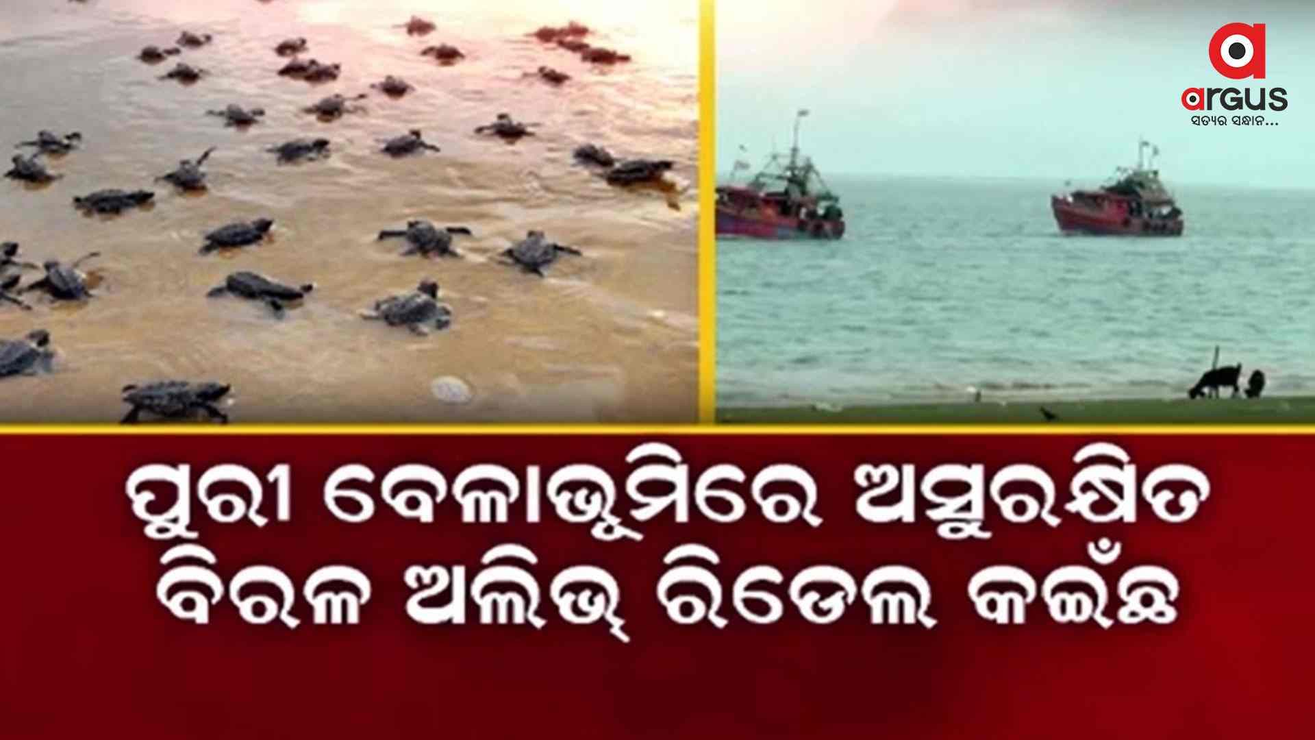 ପୁରୀ ବେଳାଭୂମିରେ ଅସୁରକ୍ଷିତ ବିରଳ ଅଲିଭ୍ ରିଡଲେ କଇଁଛ
