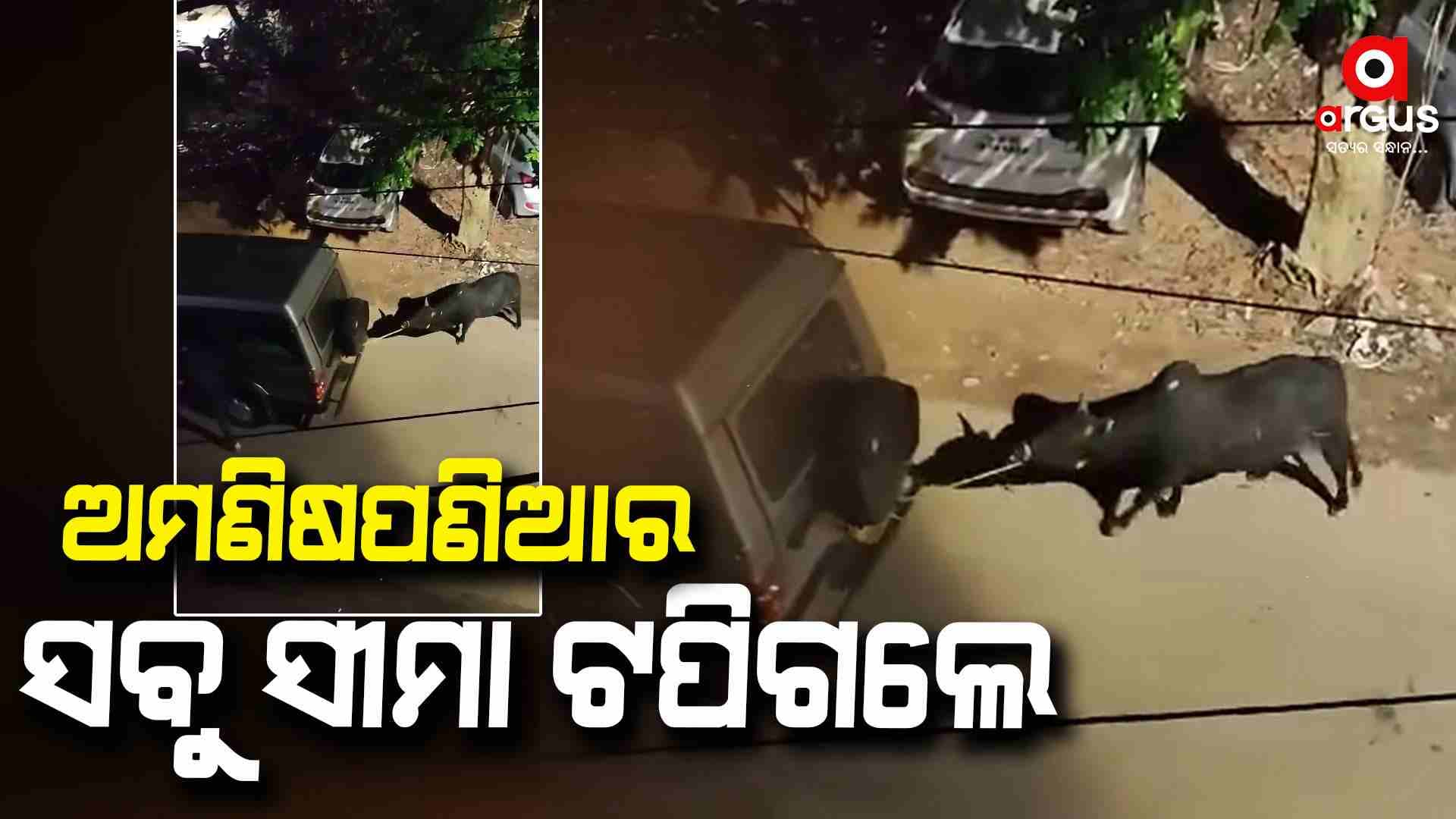 ଗାଡ଼ି ପଛପଟେ ଷଣ୍ଢକୁ ବାନ୍ଧି ଘୋଷାରି ଘୋଷାରି ନେଲେ, ଭିଡିଓ ଭାଇରାଲ