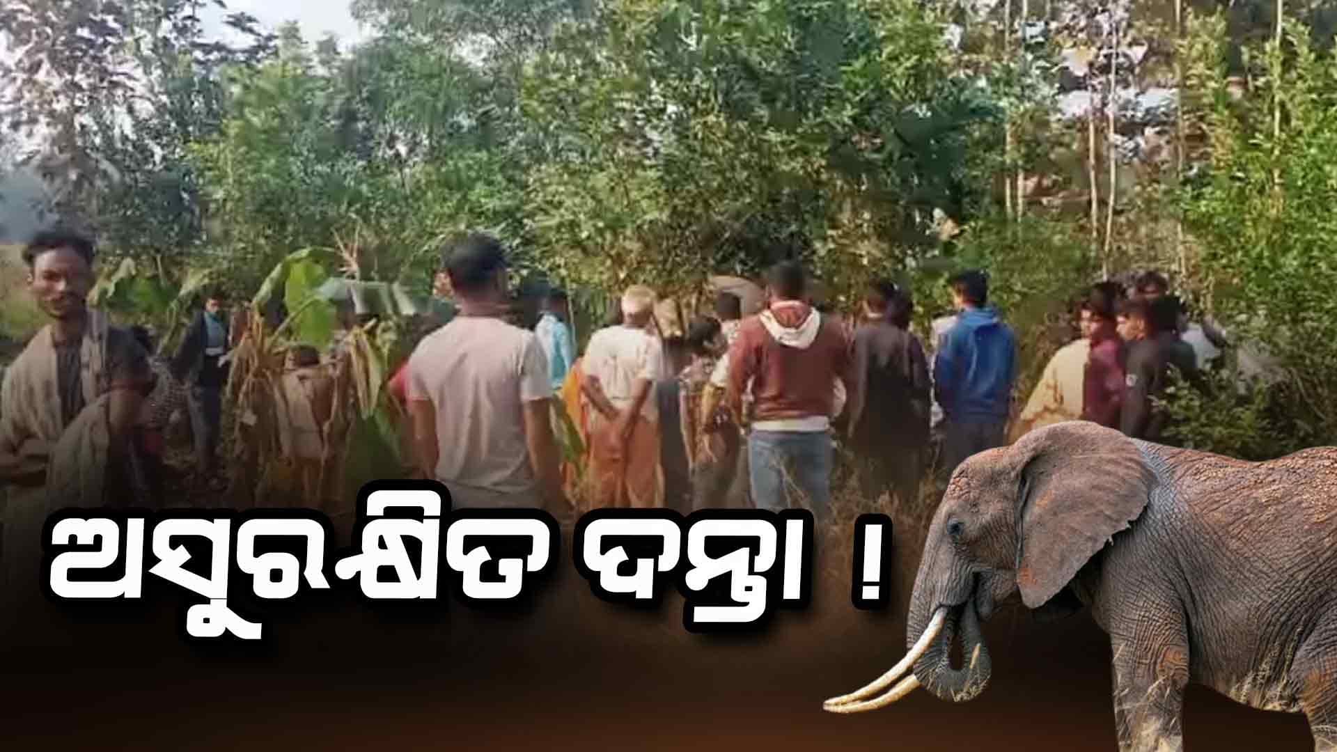 ନରସିଂହପୁରରେ ପୁଣି ଦନ୍ତା ହାତୀ ମୃତ