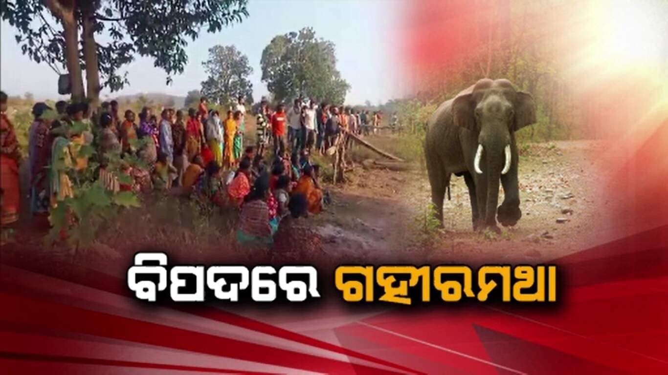 ବିଳମ୍ବିତ ରାତିରେ 2 ଜଣଙ୍କୁ ଦଳି ମାରିଦେଲା ହାତୀ