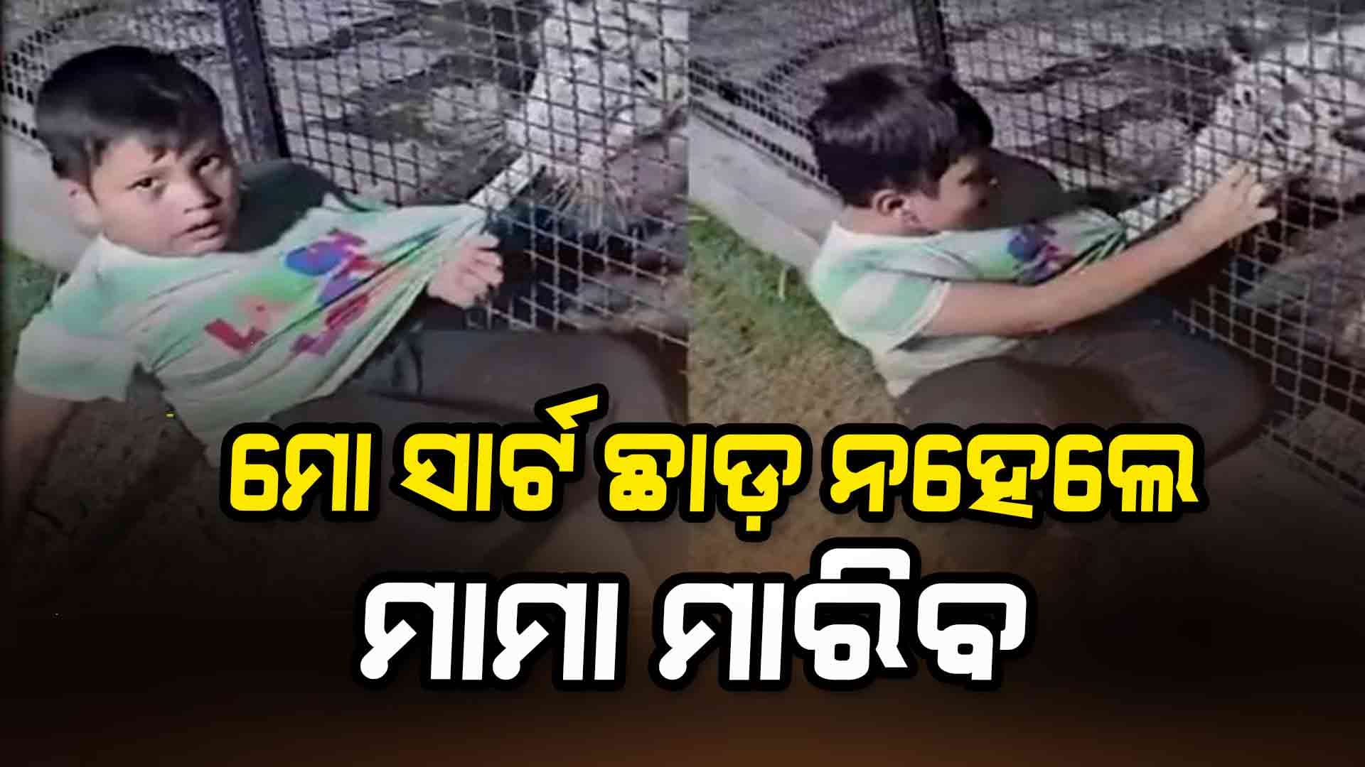 ତାର ବାଡ଼ ଭିତରୁ ଝାମ୍ପିଲା ବାଘ: କୁନି ଛୁଆ ଡରିବା ବଦଳରେ କହିଲା ସର୍ଟ ଚିରିଲେ ମାମା ମାରିବ