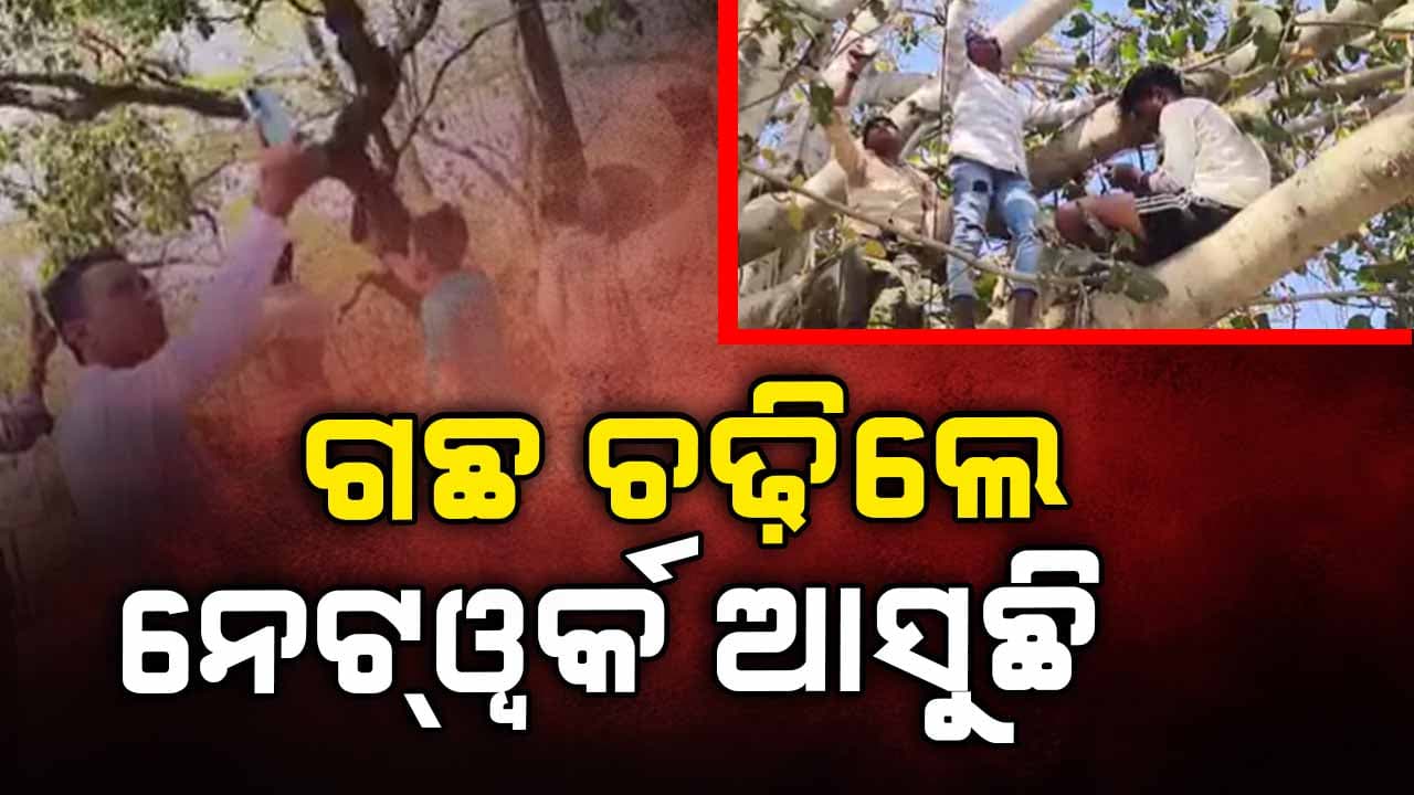 5G ଯୁଗରେ ଅପହଞ୍ଚ ଇଣ୍ଟରନେଟ୍, ଗଛ ଚଢ଼ିଲେ ଆସୁଛି ନେଟୱର୍କ