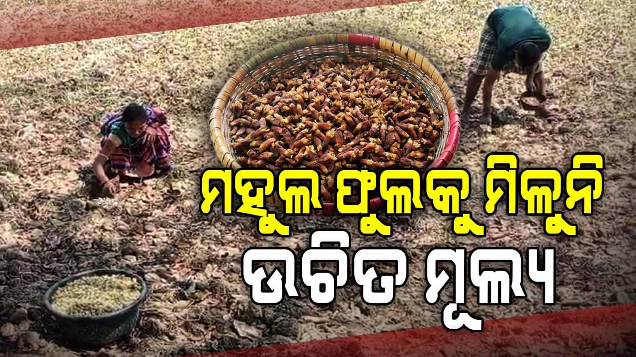 ମହୁଲ ଫୁଲ ପାଇଁ ନା ଅଛି ବଜାର ବ୍ୟବସ୍ଥା ନା ମିଳୁଛି ସହାୟକ ମୁଲ୍ୟ