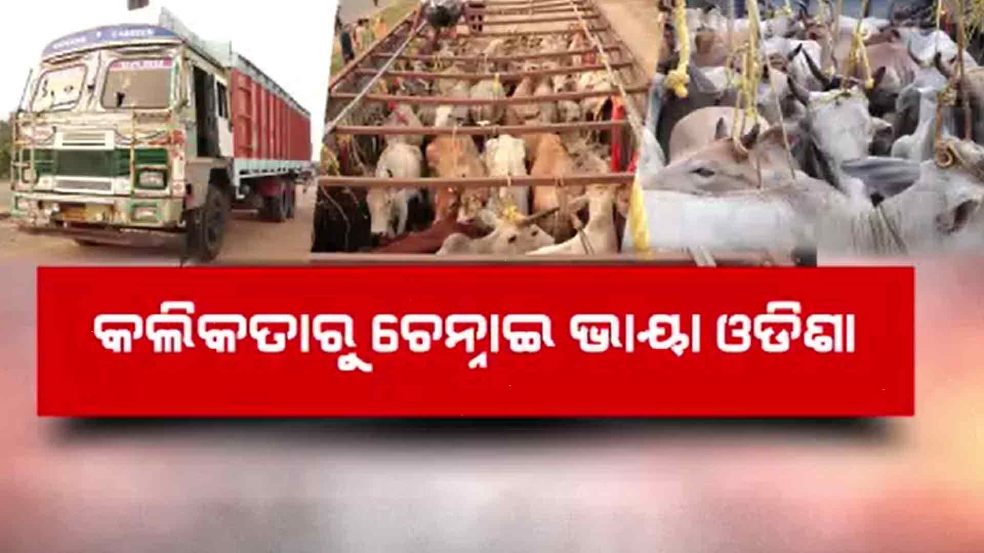 ପଶ୍ଚିମବଙ୍ଗରୁ ଓଡ଼ିଶା ଦେଇ ଚାଲାଣ ହେଉଛି ଟନ ଟନ ଗୋ ମାଂସ, ବେଫିକର ପୋଲିସ