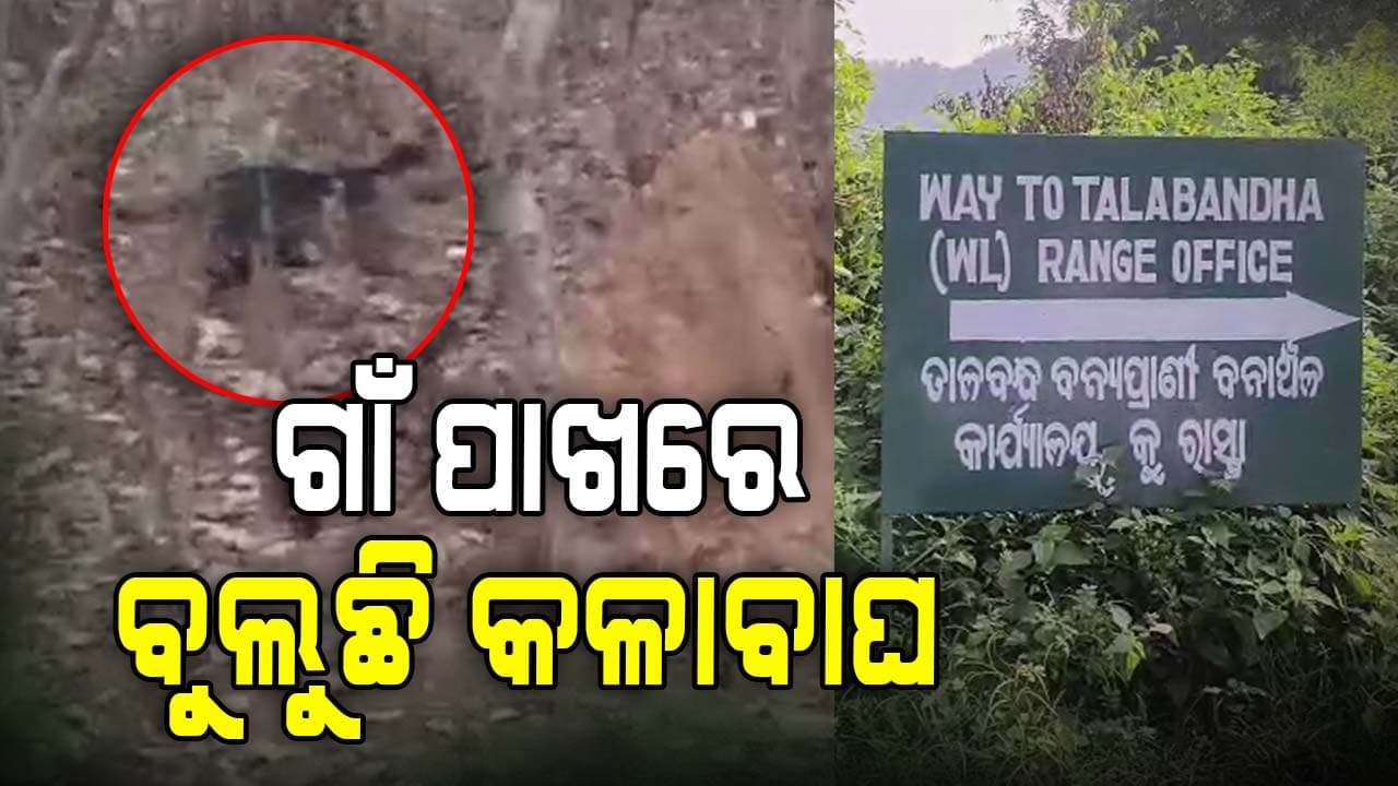 ଗାଁ ଜଙ୍ଗଲରେ ବୁଲୁଛି କଳା ବାଘ , ଭିଡିଓ ହେଲା ଭାଇରାଲ