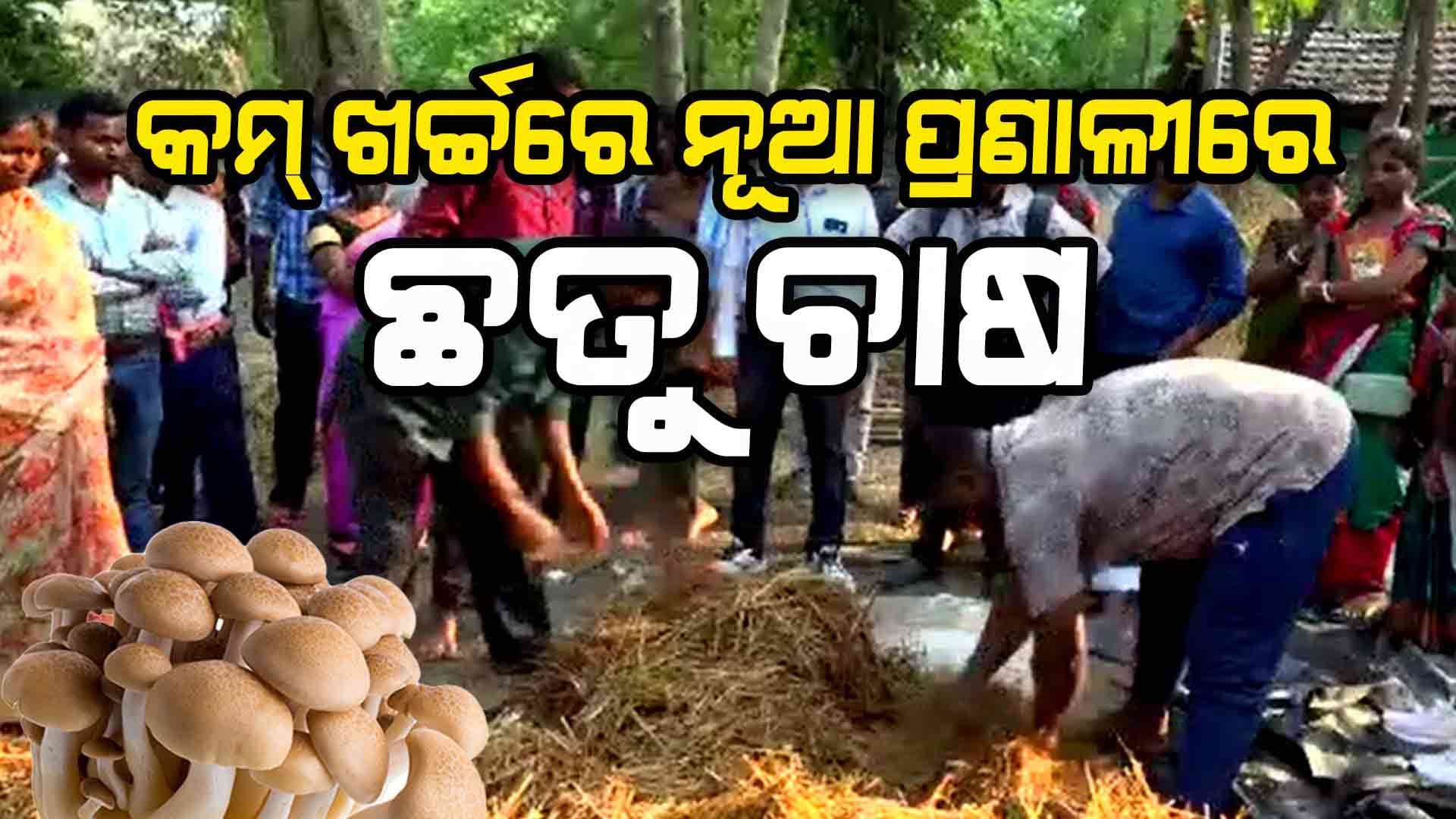 କମ୍ ଖର୍ଚ୍ଚରେ ନୂଆ ପ୍ରଣାଳୀରେ ଛତୁ ଚାଷ, ରାଜ୍ୟ ସରକାର ଆରମ୍ଭ କରିଛନ୍ତି ପ୍ରୟାସ