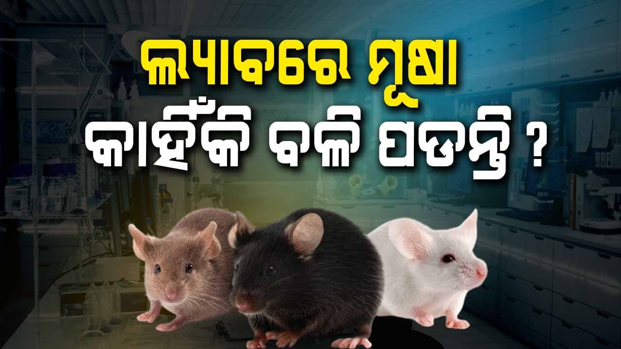 ମୂଷାଙ୍କ ଉପରେ କାହିଁକି କରାଯାଏ ସବୁ ଡାକ୍ତରୀ ପରୀକ୍ଷଣ ?