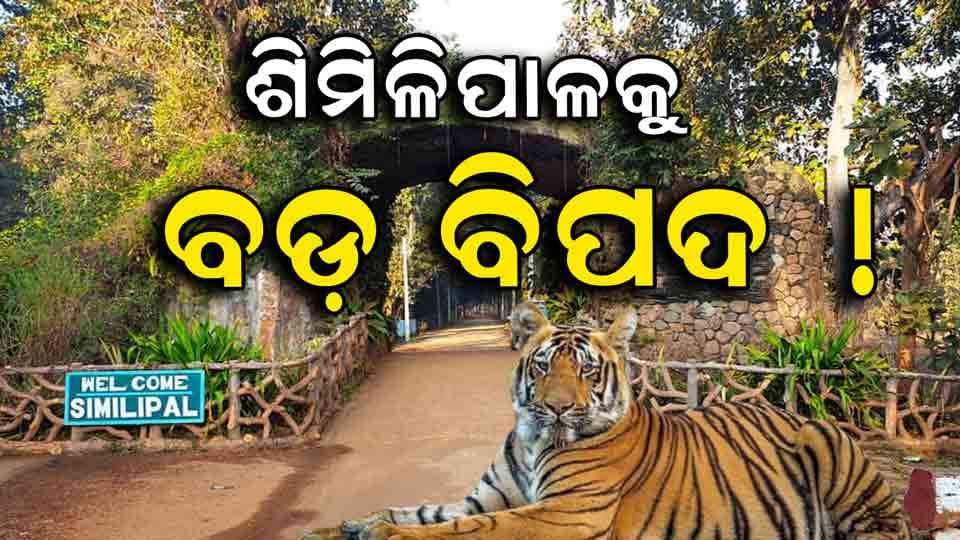 ମାଫିଆଙ୍କ କବ୍ଜାରେ ଶିମିଳିପାଳ, କିଏ କରିବ ରକ୍ଷା ?