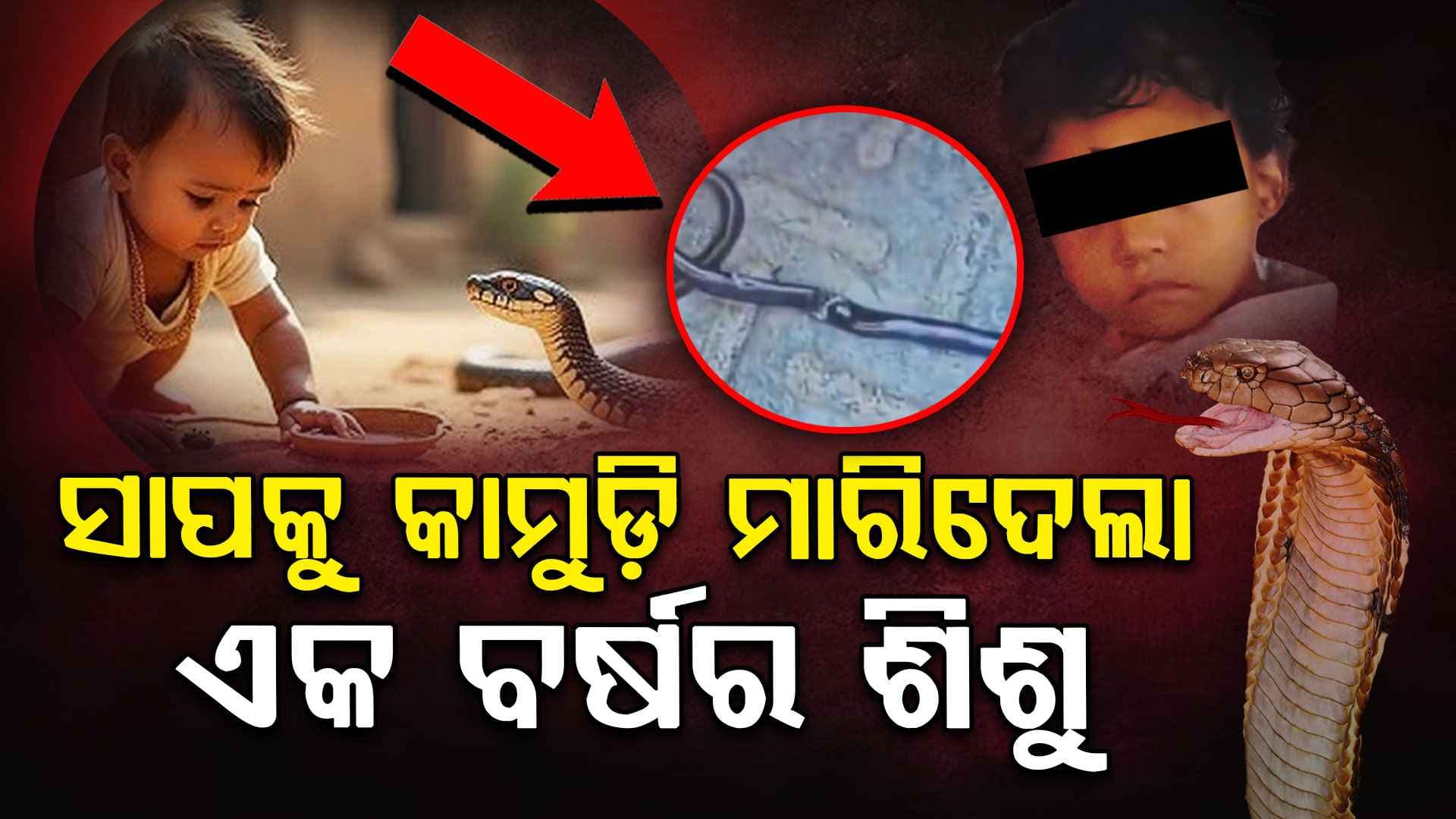 ଗୋଖର ସାପକୁ କାମୁଡ଼ି ମାରିଦେଲା ଶିଶୁ ପୁତ୍ର