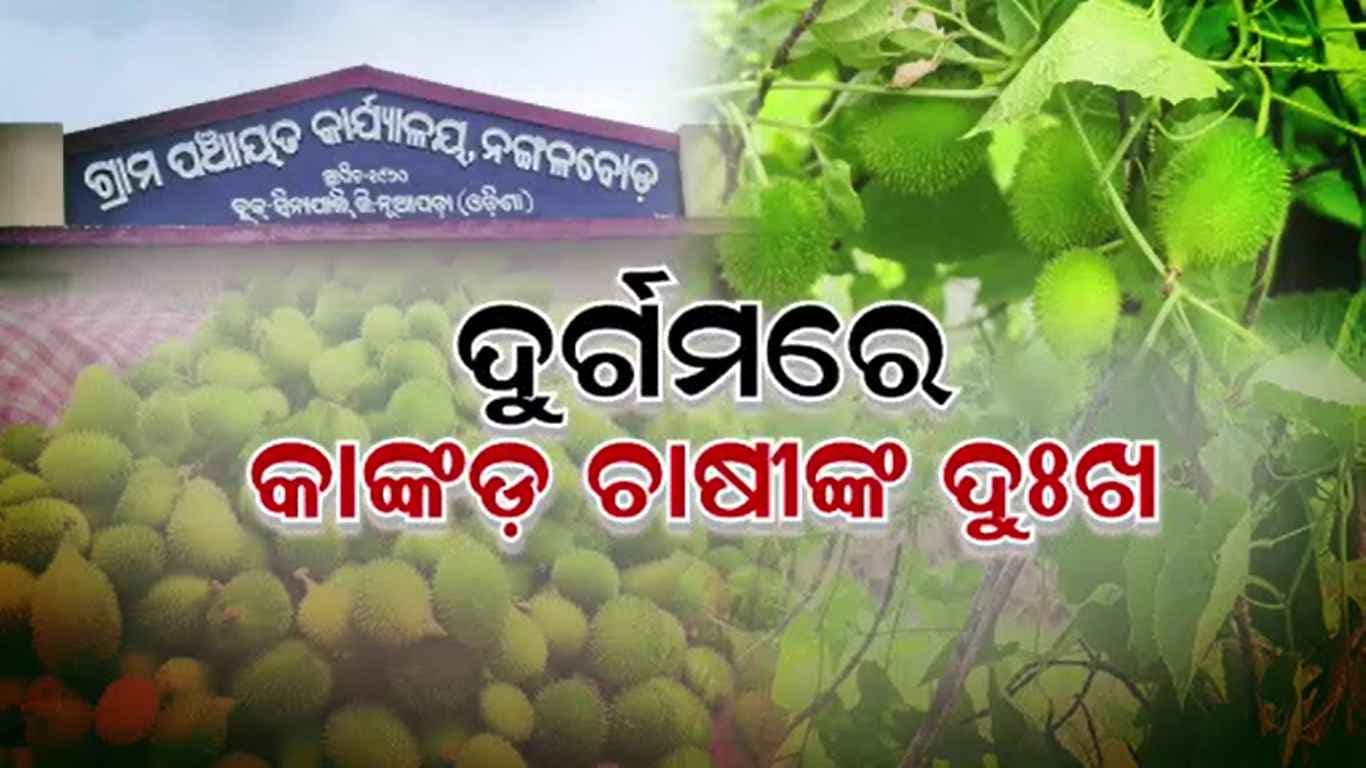କାଙ୍କଡ଼ ଚାଷୀଙ୍କ ଦୁଃଖ, ଉତ୍ପାଦନ ହେଉଛି କ୍ୱିଣ୍ଟାଲ କ୍ୱିଣ୍ଟାଲ କାଙ୍କଡ଼
