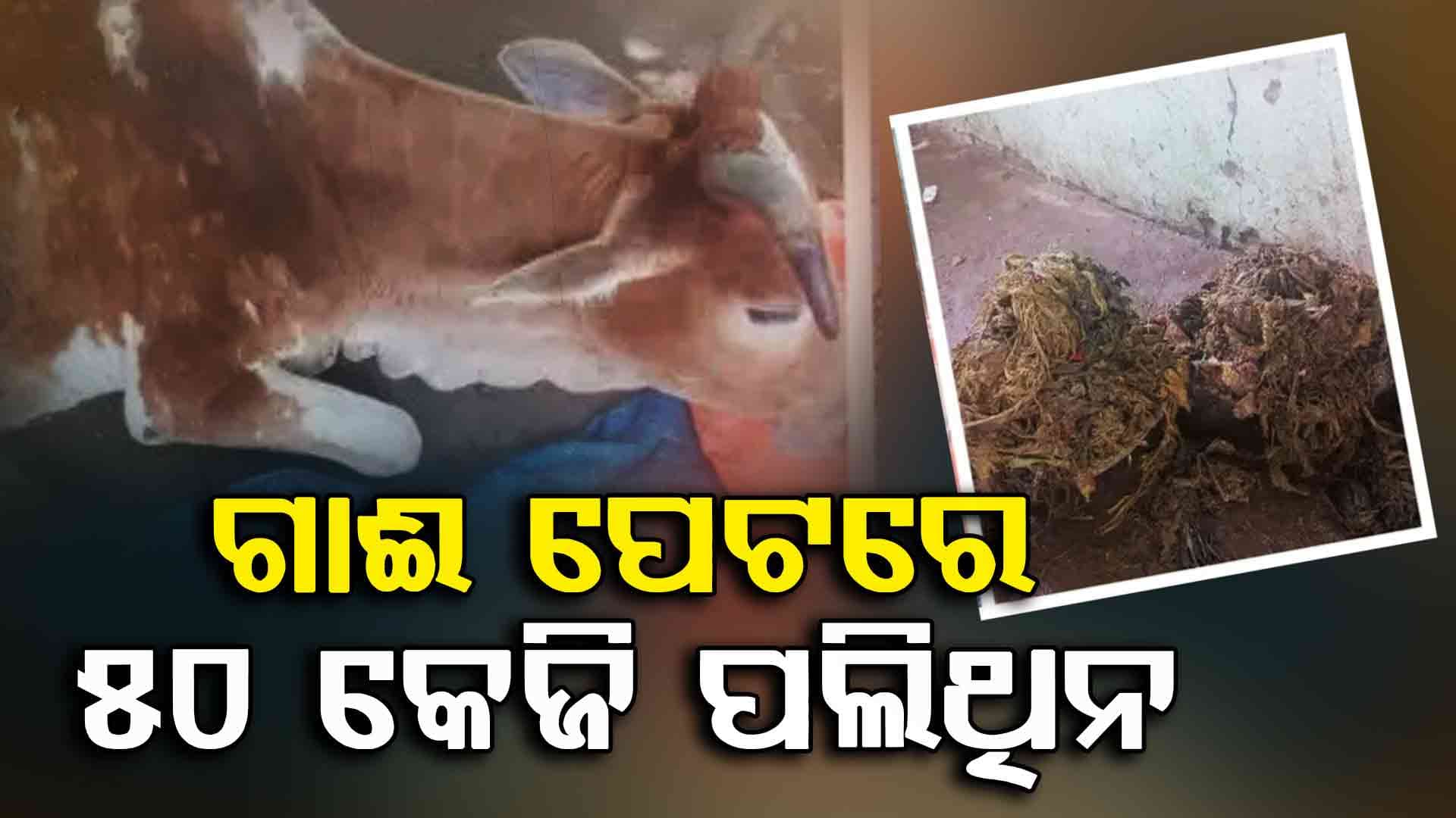 ୨ ଘଣ୍ଟାର ଅସ୍ତ୍ରୋପଚାର ପରେ ଗାଈ ପେଟରୁ ବାହାରିଲା ୫୦ କେଜି ପଲିଥିନ୍