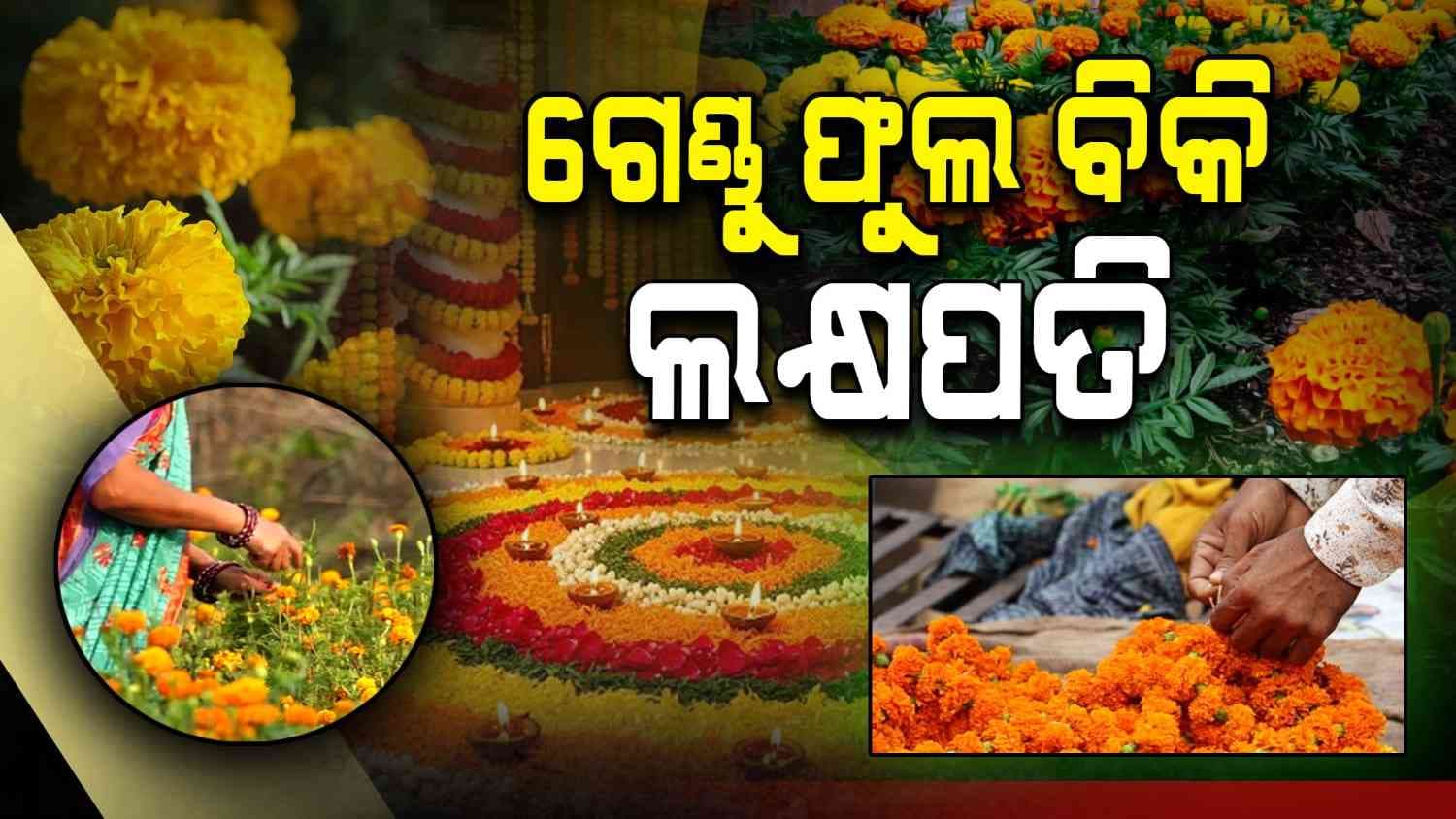 ଦୀପାବଳିରେ ଫୁଲ ବିକି ଲକ୍ଷପତି, ୮ ଲକ୍ଷ ଗେଣ୍ଡୁ ଚାରାରେ ୮ ଲକ୍ଷ ରୋଜଗାର କଲେ ଚାଷୀ