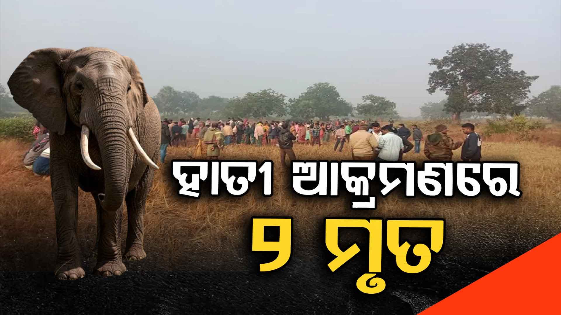 ଦନ୍ତା ହାତୀ ଆକ୍ରମଣରେ ୨ ମୃତ, ଜଣେ ମହିଳା ଗୁରୁତର