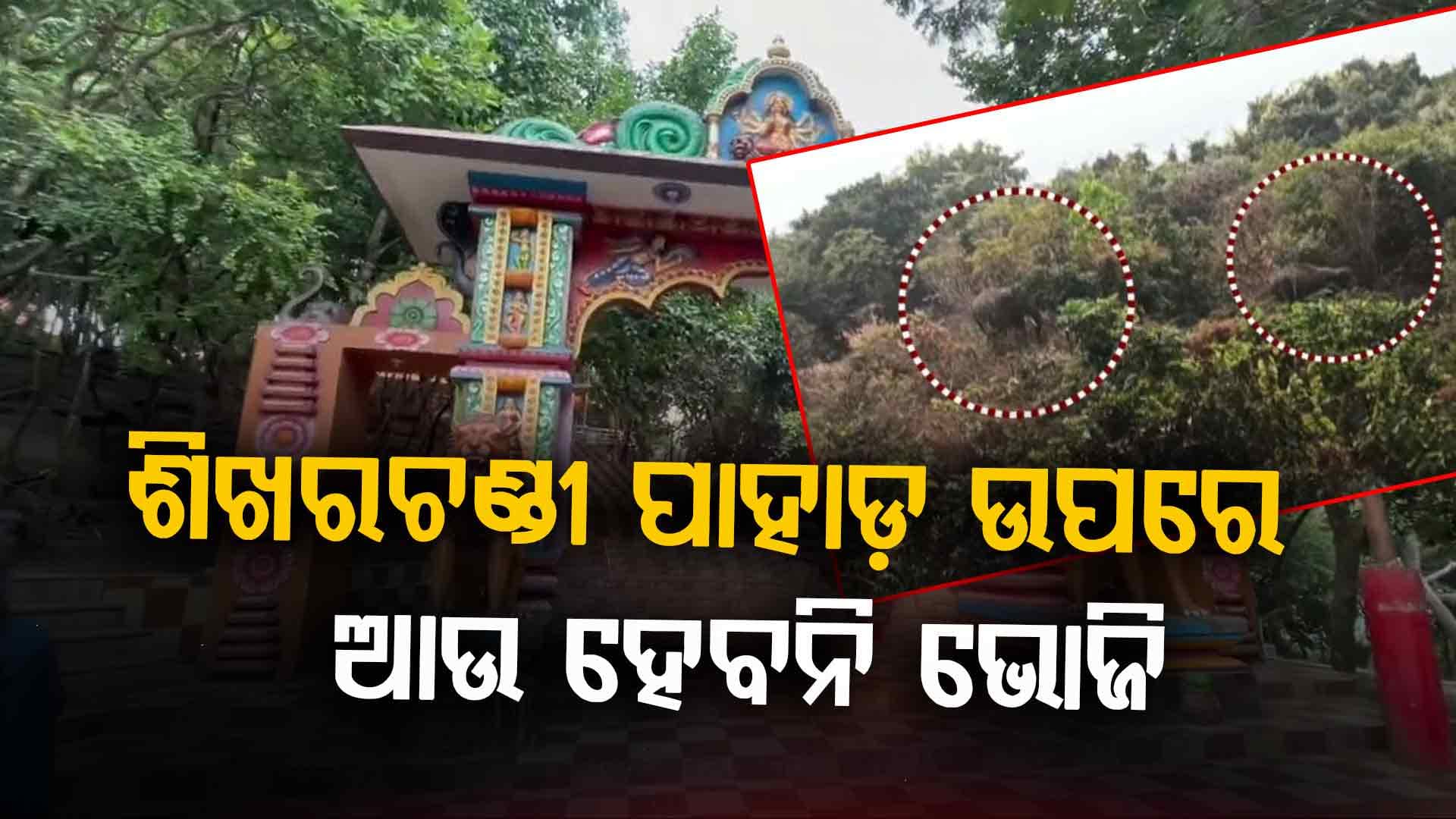 ଶିଖରଚଣ୍ଡୀ ପାହାଡ଼ରେ ବୁଲୁଛନ୍ତି ୨ଟି ଦନ୍ତା ହାତୀ