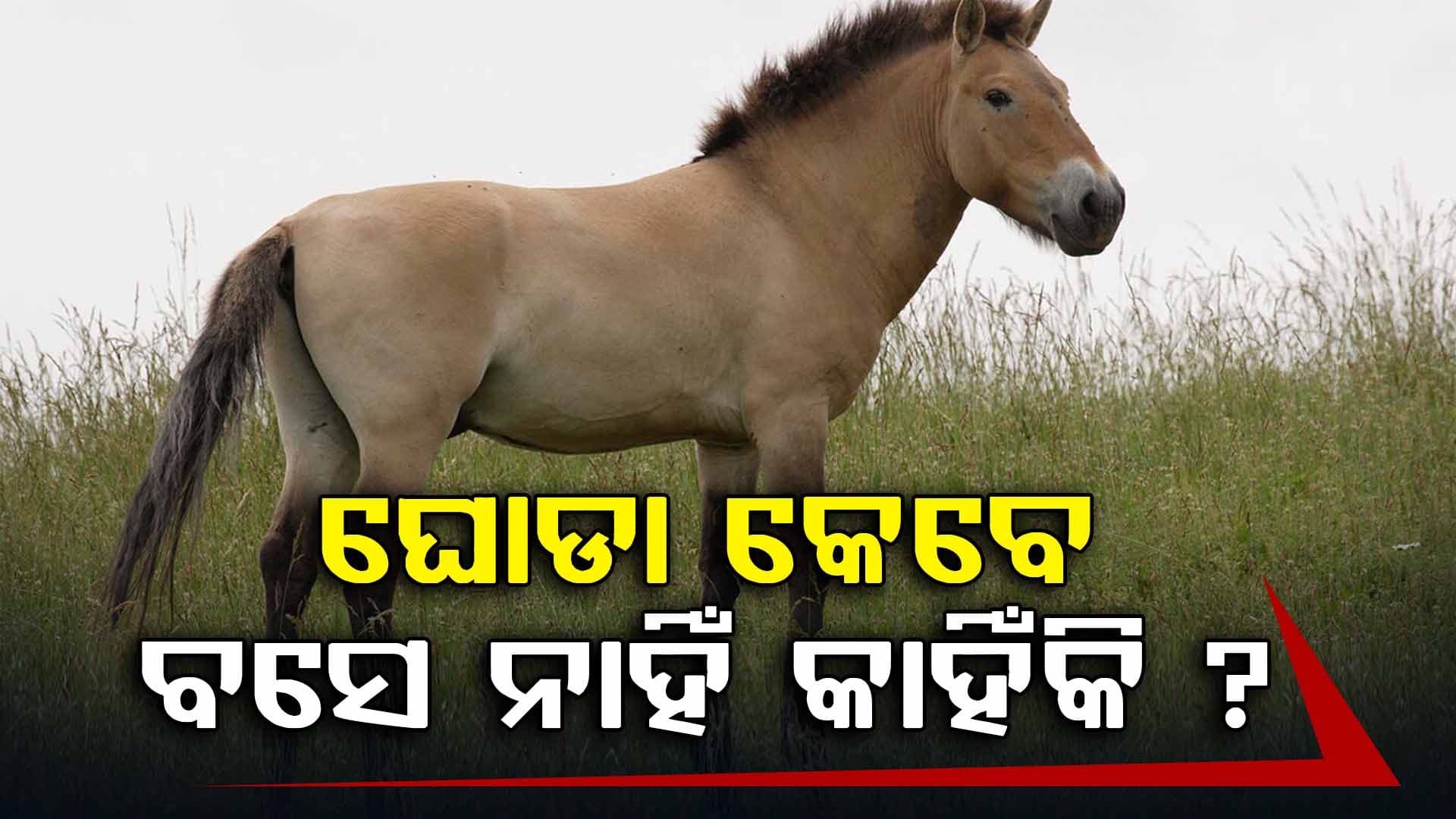ଛିଡ଼ା ହୋଇ ସବୁ କାମ କରିପାରେ ଘୋଡା, ରହିଛି ବୈଜ୍ଞାନିକ କାରଣ ?