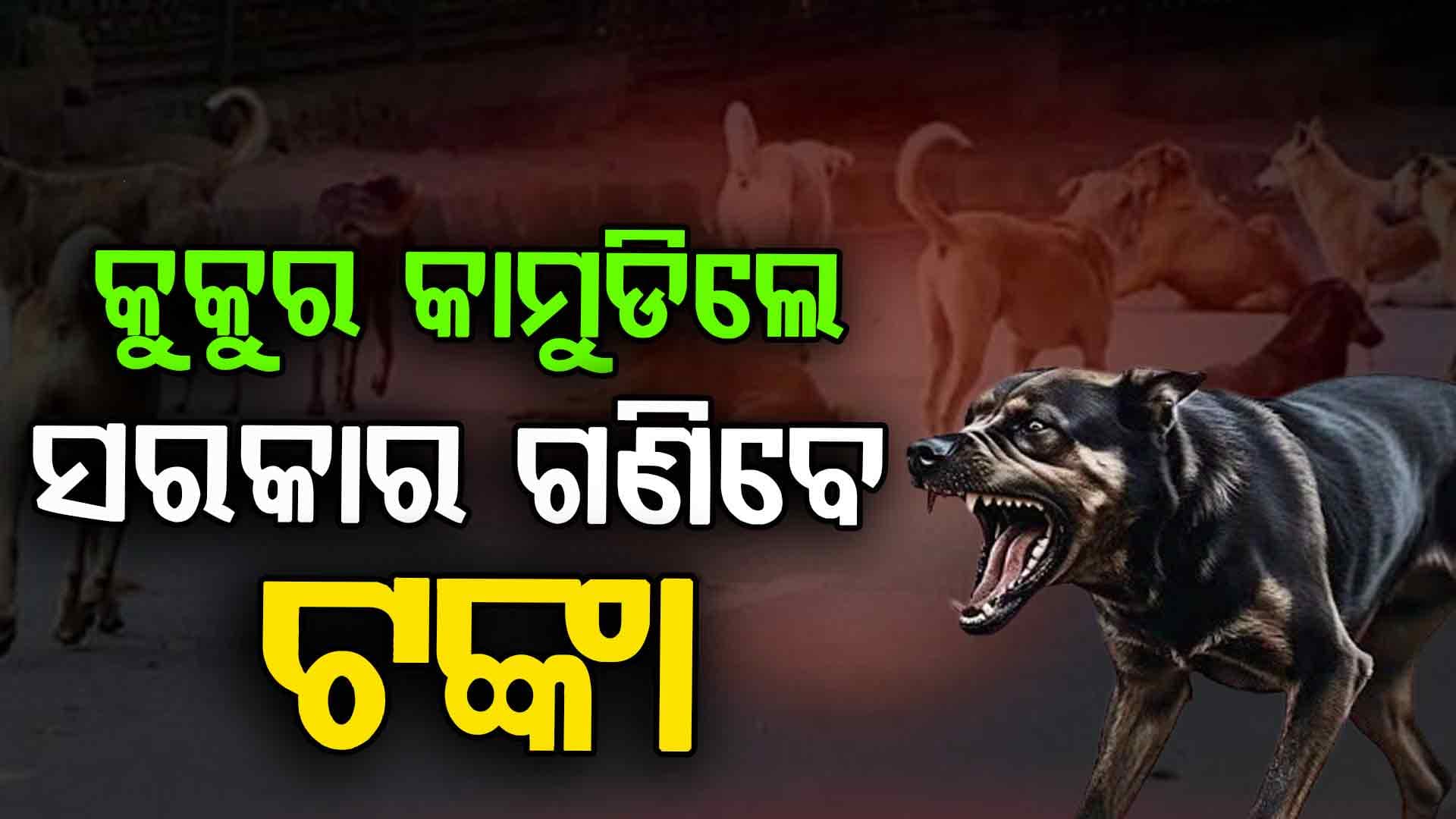 ପଶୁପ୍ରେମୀଙ୍କୁ ତାଗିଦ୍, କୁକୁର କାମୁଡ଼ିଲେ ରାଜ୍ୟ ସରକାର ଦେବେ ଟଙ୍କା: ସୁପ୍ରିମକୋର୍ଟ