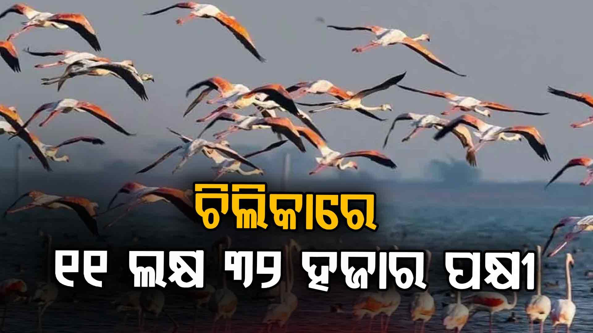 ଓଡ଼ିଶାରେ ସରିଲା ପକ୍ଷୀ ଗଣନା ଚିଲିକାରେ ଚିହ୍ନଟ ହେଲେ ଦୁଇଟି ନୂଆ ପ୍ରଜାତି