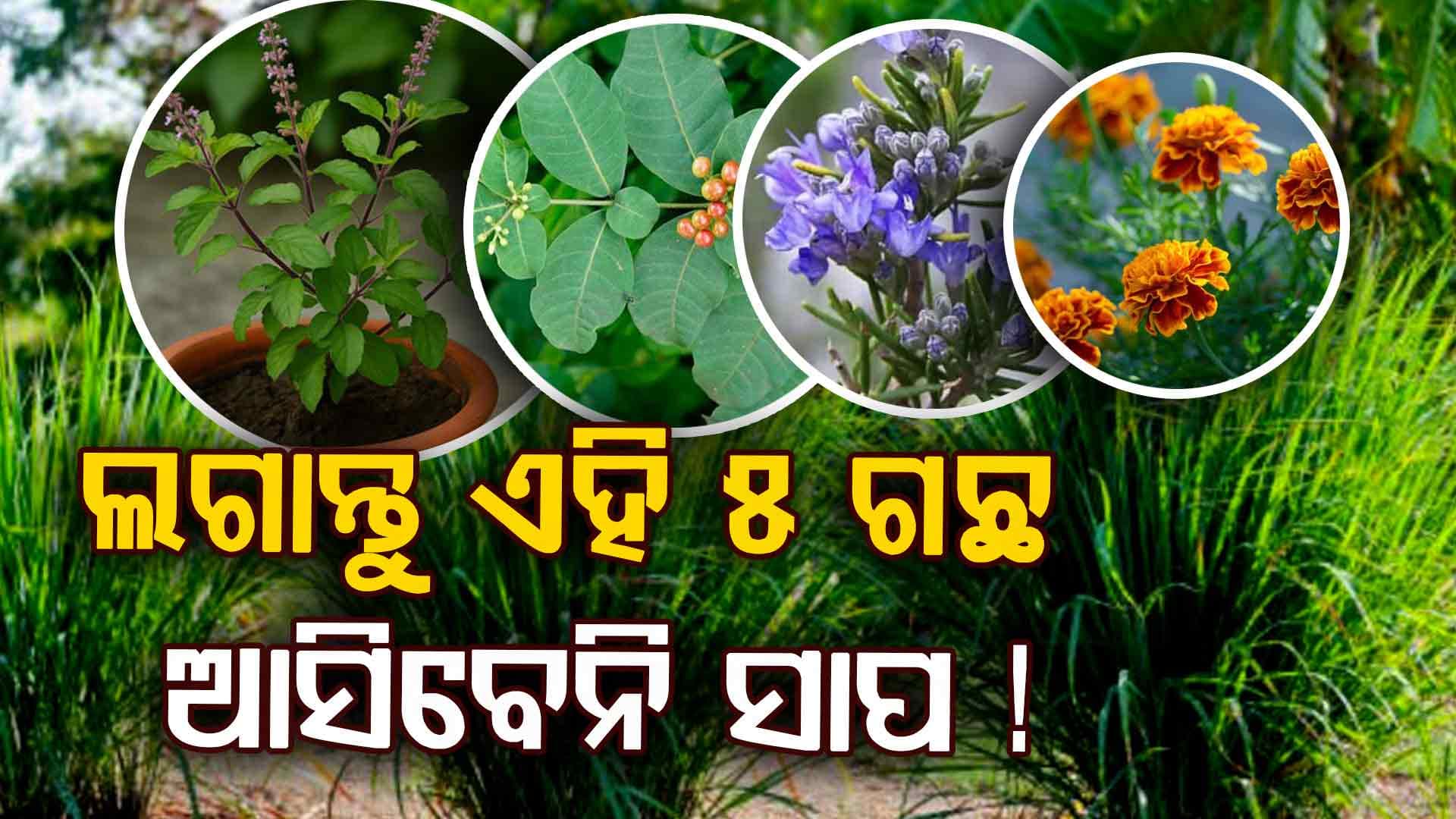 ବଗିଚାରେ ଏହି ୫ ଗଛ ଲଗାନ୍ତୁ, ପାଖ ମାଡ଼ିବନି ସାପ କି ଗୋଧୀ !