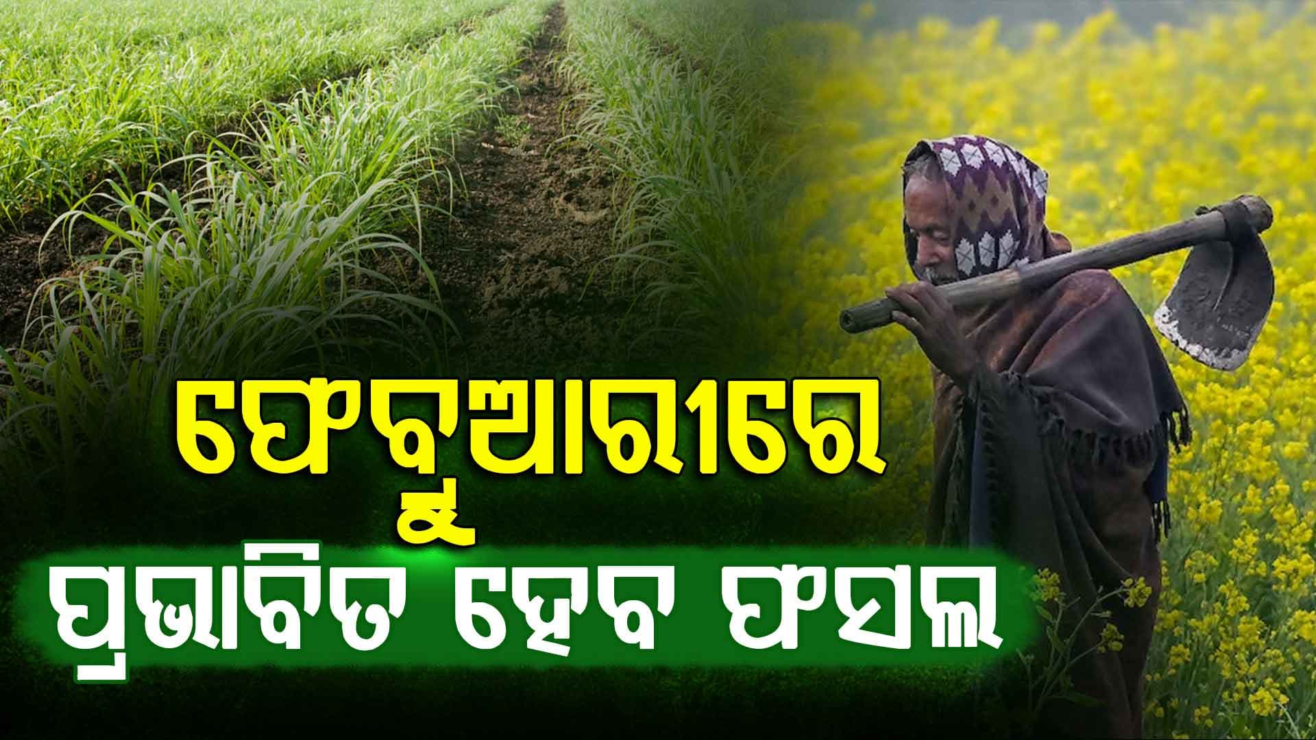 କମ୍ ବର୍ଷା, ଅଧିକ ଖରା... ପ୍ରଭାବିତ ହେବ ଫସଲ ଉତ୍ପାଦନ: IMDର ପୂର୍ବାନୁମାନ