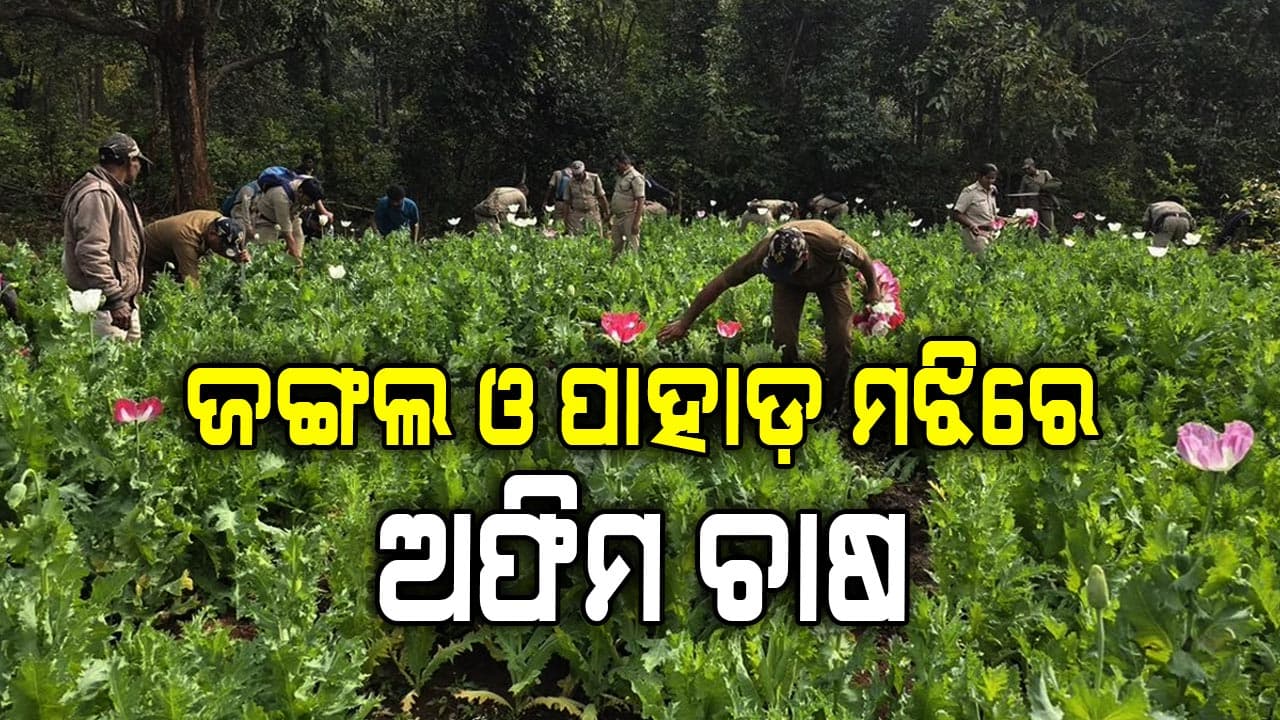ସୁନ୍ଦରଗଡ଼ କୋଇଡାରେ ଅଫିମ ଚାଷ. ଡାକ୍ତରୀ ମାଇନା ବେଳେ ପୋଲିସ ହେପାଜତରୁ ଚମ୍ପଟ ମାରିଲା ଅଫିମ ଚାଷୀ।