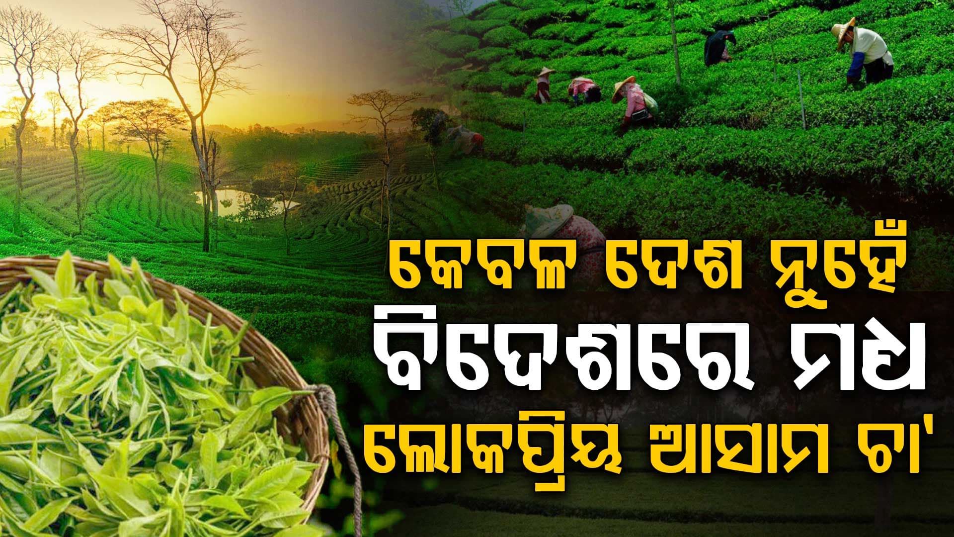 ଦେଶ ନୁହେଁ ବିଦେଶରେ ମଧ୍ୟ ଲୋକପ୍ରିୟା ଆସାମ ଚା'; କେଉଁ ପର୍ଯ୍ୟନ୍ତ ଲମ୍ବିଛି କାରବାର?