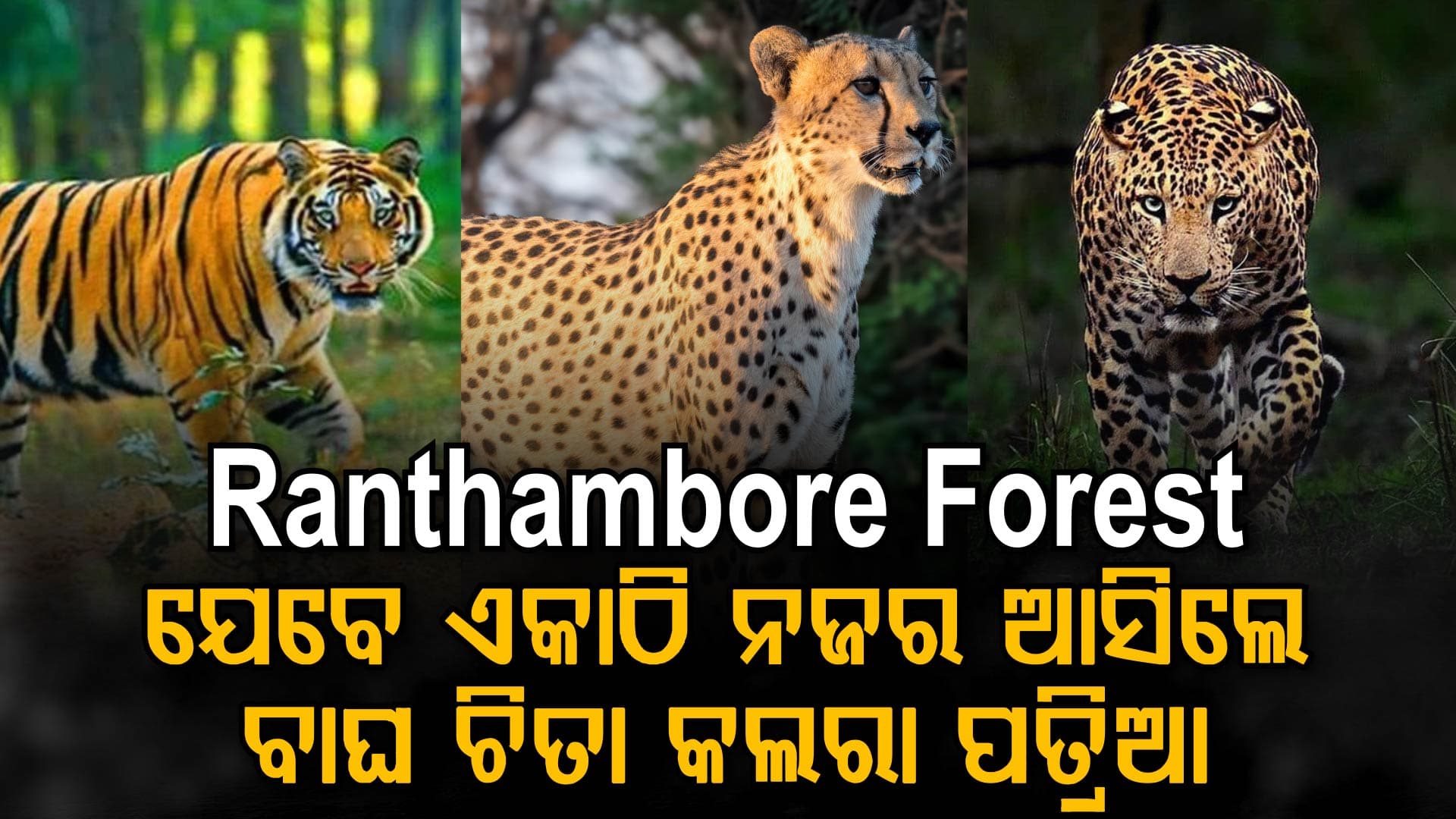 ଏକାଠି ନଜର ଆସିଲେ ବାଘ-ଚିତା-କଲରା ପତ୍ରିଆ; ଭିଡ଼ିଓ ଭାଇରାଲ